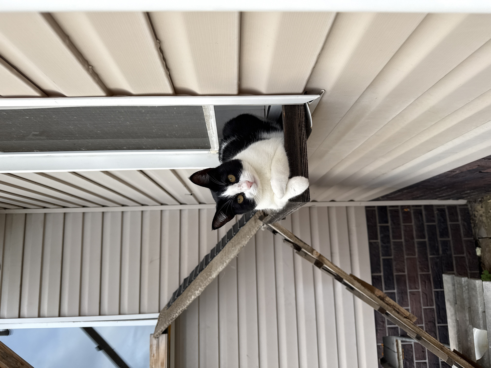 A black and white cat with yellow eyes is lying on a wooden ledge outside a window. The cat is facing forward with its paws crossed. The window is partially open and has a screen. To the left of the window is a wooden ramp leading up to the ledge. The building exterior is covered in beige siding. The background shows a cloudy sky and a brick foundation. The location is Chernyshikha (Kumokhinskii S/S), Russia.