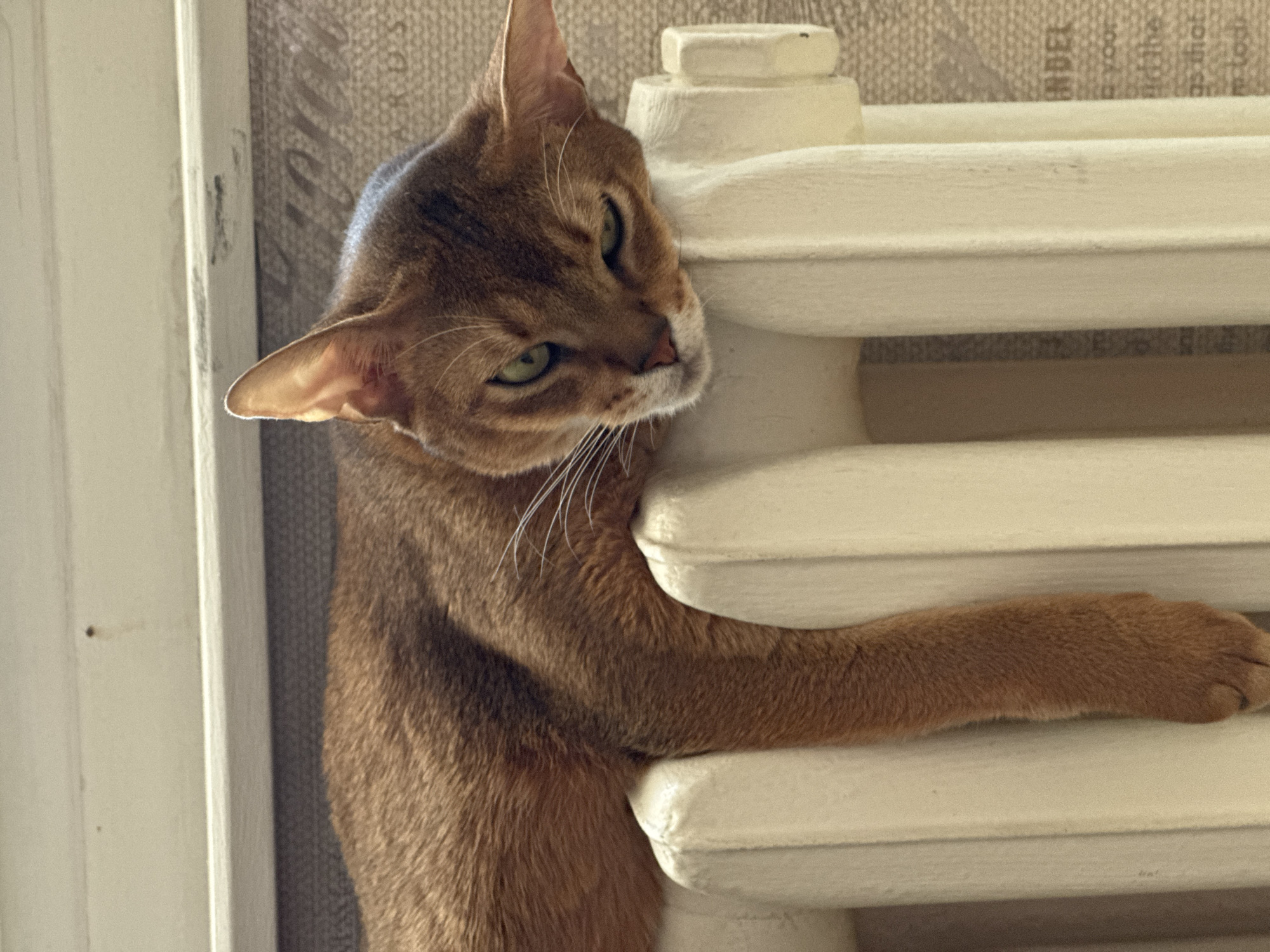 An Abyssinian cat is resting on a white radiator. The cat has a tawny coat, green eyes, and is leaning its head against the radiator. Its front paw is extended and resting on the radiator as well. The radiator is against a wall with a patterned wallpaper. A white door frame is visible to the left. The image was taken in the city of Chaikovsky, Russia.