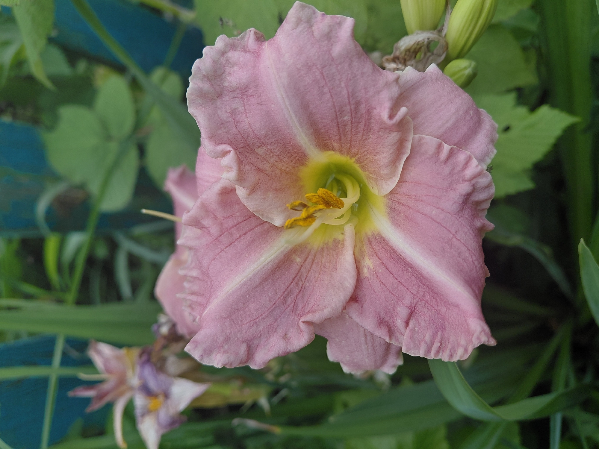 A close-up, vertical, eye-level shot captures a delicate pink lily in full bloom, its petals soft and slightly ruffled. The flower's center is a vibrant yellow-green, with prominent yellow stamen. To the left and slightly out of focus, another lily, a pale pink with hints of purple, is visible. Lush green foliage surrounds the flowers, and a blurred blue fence can be seen in the background. The image appears to have been taken outdoors in a garden setting, possibly in Malinovka, Russia, given the context. There are no people or discernible actions depicted in the scene.