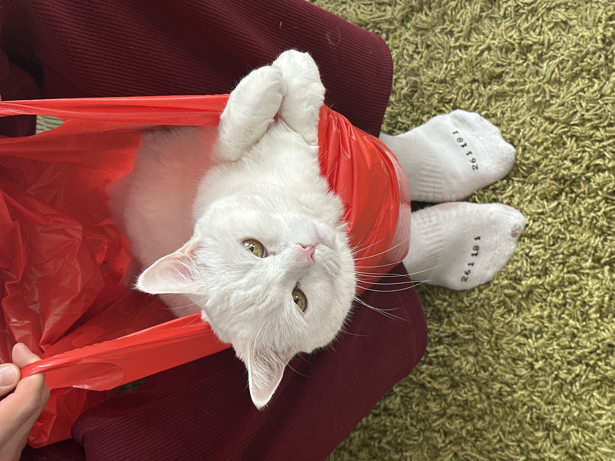 A white cat with striking golden-green eyes and a small pink nose is the central subject of this high-angle photograph. The cat is playfully nestled inside a bright red plastic bag, with its front paws tucked in and its head peeking out, looking directly up at the camera. Its fur is entirely white, appearing soft and fluffy.
A person is interacting with the cat, visible through their hands holding the edges of the red plastic bag at the bottom left of the frame. The person's feet, clad in plain white socks, are also visible in the background, resting on a textured green shag carpet. The socks have black numbers printed on the soles: "261 181" is visible on both socks.
The cat and the bag are positioned against a backdrop of a dark burgundy or maroon ribbed fabric, possibly clothing or furniture. The setting appears to be indoors, suggesting a cozy and playful environment. The overall impression is one of a domestic scene, with a pet enjoying an impromptu play session. The location context provided is Novi Sad, Serbia.