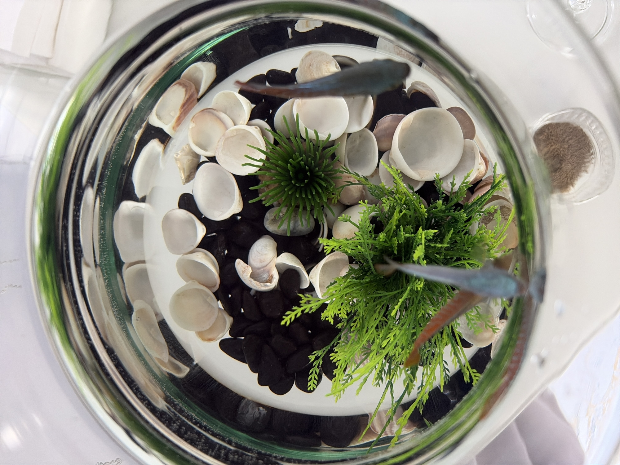 This is a top-down, close-up shot of a small, round fish tank. The tank contains black gravel, numerous white seashells, and two artificial green plants. Three small fish, one appearing reddish-orange and two bluish-gray, are swimming in the tank. One of the blue fish is in the foreground, facing away from the camera. The tank is made of clear glass and is placed on a white surface. There is no visible indication of its location in Moscow, Russia.