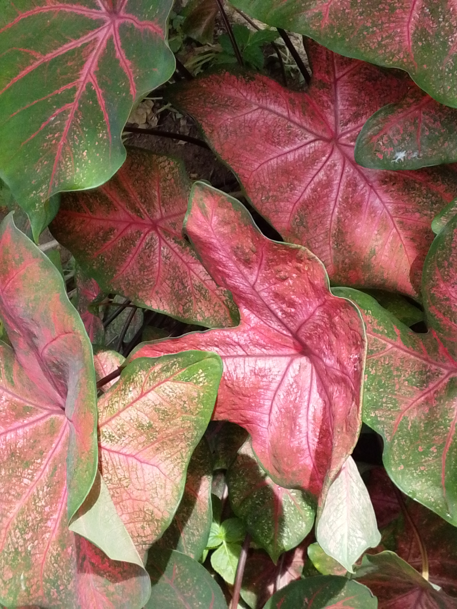 This is a close-up, high-angle, full-frame photograph of several large, heart-shaped leaves of a Caladium plant. The leaves exhibit vibrant pink and green coloration, with prominent red veins radiating from the center. Some leaves are predominantly pink with green edges and mottling, while others are mostly green with pink veining and patches. The texture of the leaves appears somewhat velvety or matte. The background is softly blurred, suggesting other foliage or foliage shadows, but remains indistinct. The lighting highlights the glossy sheen of some leaf surfaces and creates subtle shadows, adding depth to the arrangement. The image is focused on the intricate patterns and rich colors of the plant's foliage, creating an abstract and visually engaging composition. The scene is located in Unknown, Unknown.