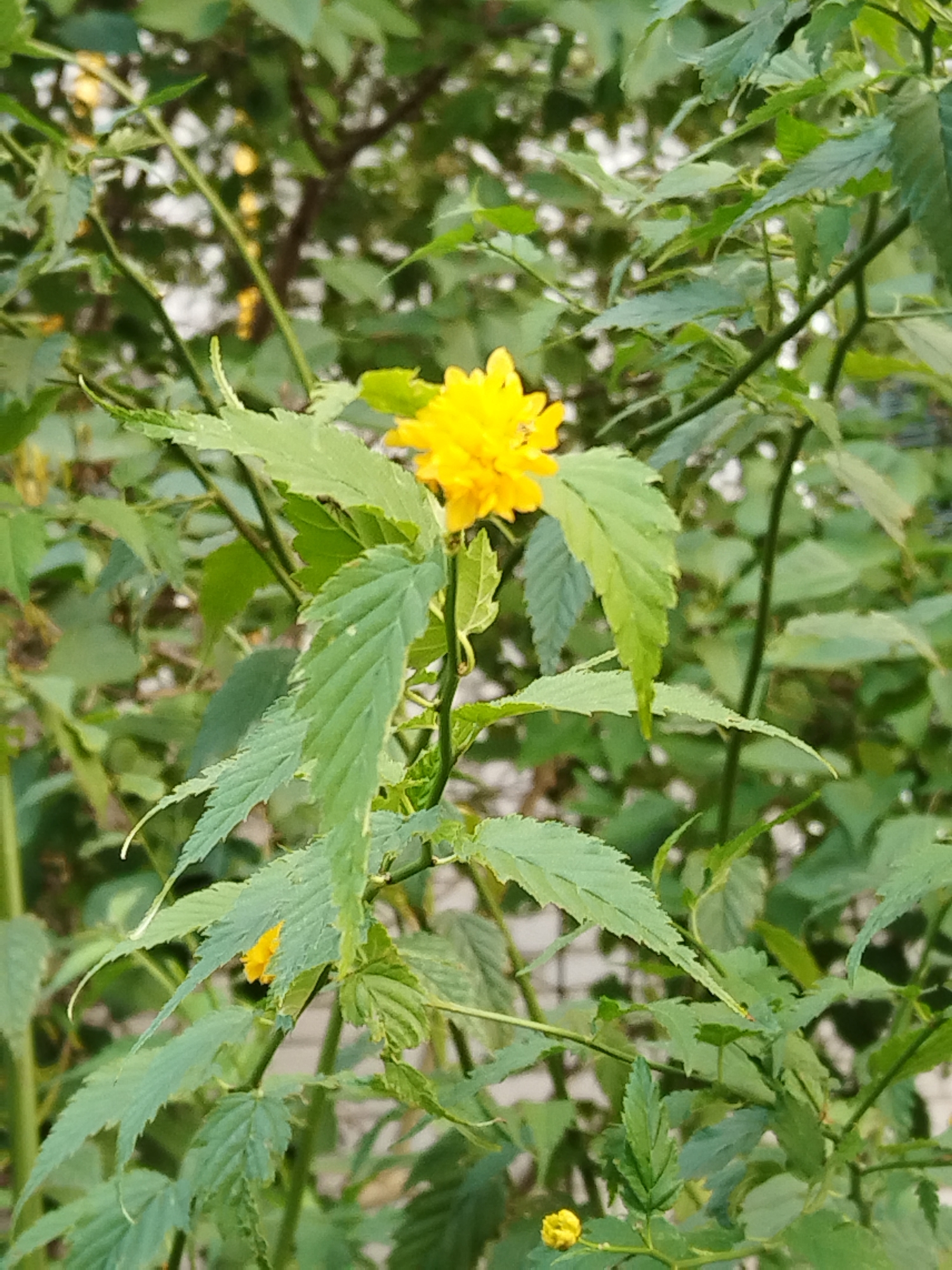 A bright yellow, multi-petaled flower is in focus, positioned slightly left of center in the foreground. The flower is surrounded by lush green foliage and stems. The background is a blur of green leaves and branches, suggesting an outdoor, natural setting within a city park or garden in Brest, Belarus. The lighting indicates it is daytime. There are no people or animals present in the image.