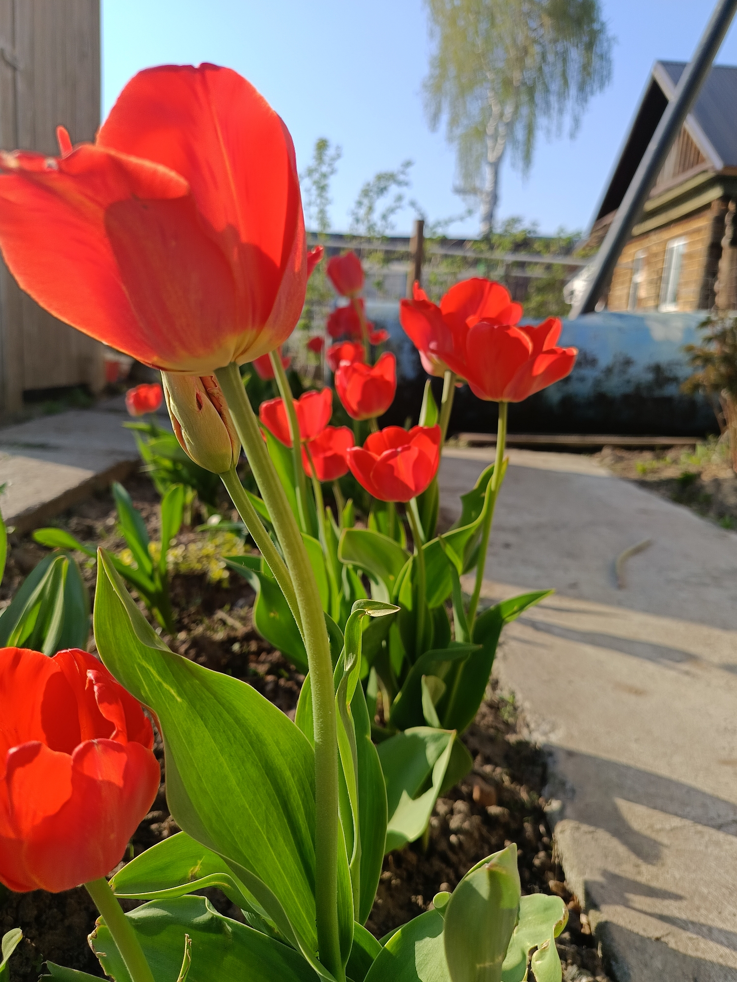 The image shows a garden bed of red tulips in Chaikovsky, Russia. The tulips are in full bloom, with vibrant red petals. Green leaves and stems are visible. The garden bed is adjacent to a concrete path. In the background, there is a wooden house with a dark roof and a birch tree. The sky is blue and clear. The scene is bathed in sunlight.