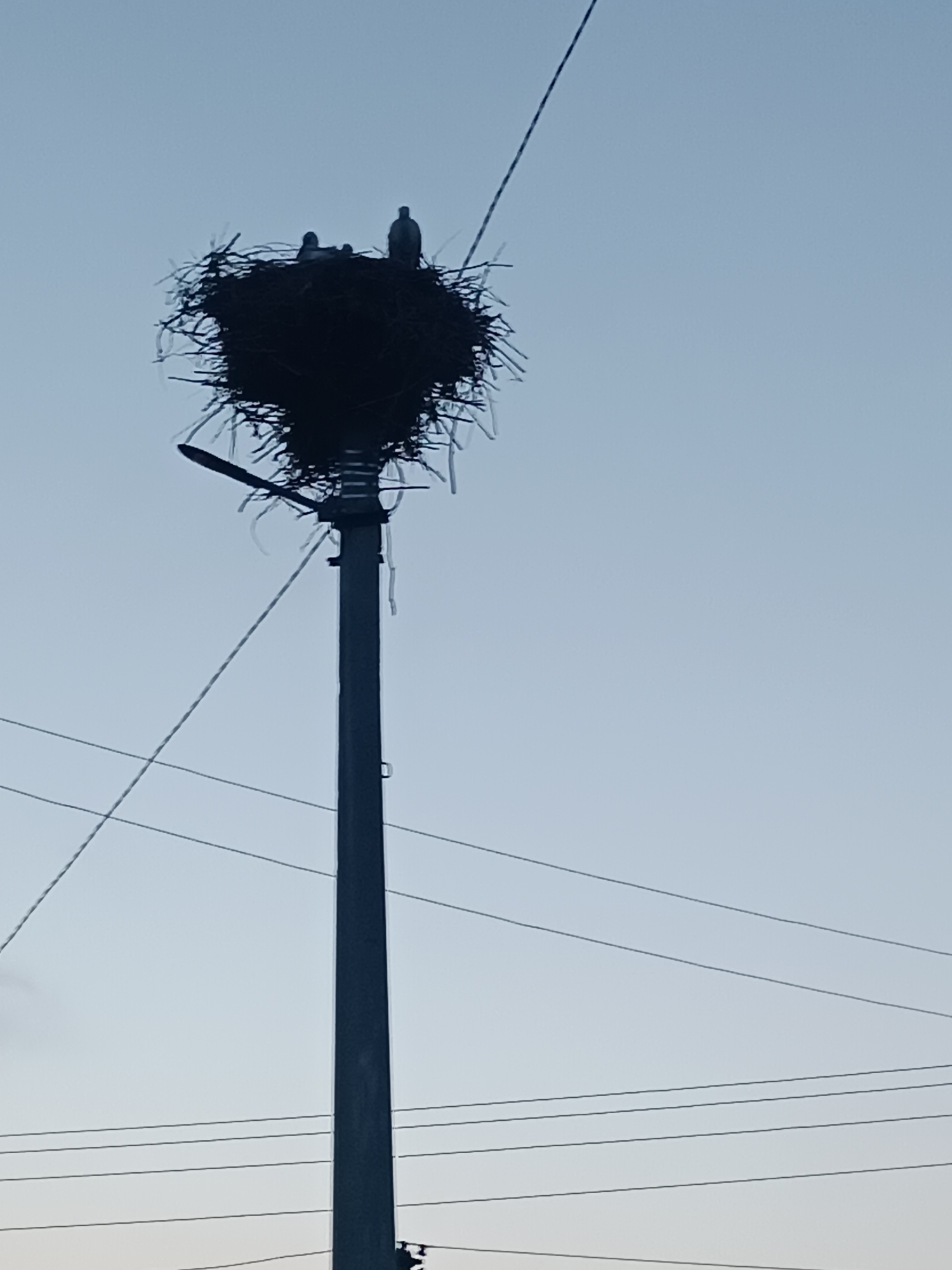 A tall, dark pole stands vertically in the center of the image, supporting a large, messy nest made of twigs and branches at its top. Silhouetted against a pale blue sky, three bird-like figures are visible within the nest. One figure, larger than the others, stands upright on the right side of the nest. Two smaller figures are positioned towards the left of the nest. Power lines crisscross the frame behind the pole and nest. The scene appears to be outdoors, likely in an urban or semi-urban environment given the presence of the utility pole and power lines. The lighting suggests it may be dawn or dusk.