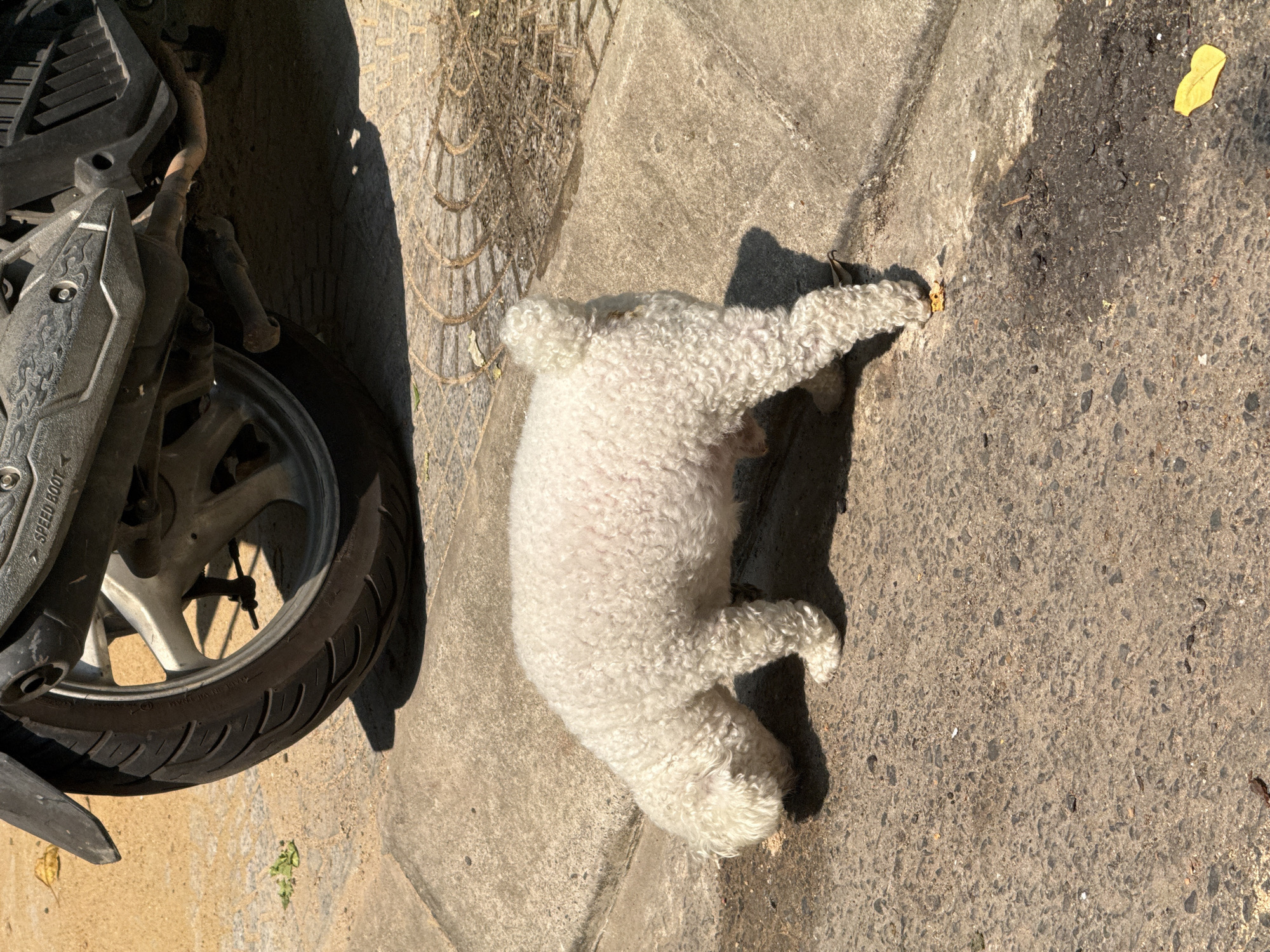 The image depicts a white, curly-haired dog lying on a concrete sidewalk. The dog is near a parked motorcycle with a black tire and silver wheel. The scene is outdoors and appears to be in a city or town, given the concrete sidewalk and parked vehicle. Location cannot be confirmed as Đà Nẵng, Vietnam, without additional context.