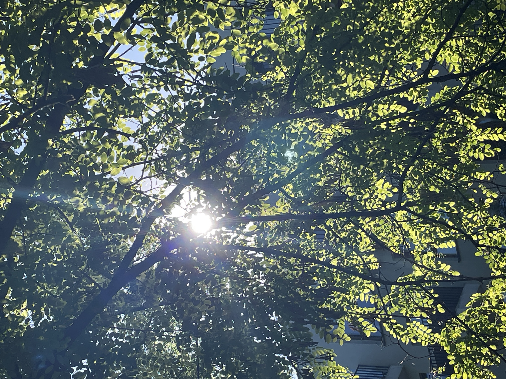 The image captures a view looking up through the dense foliage of a tree, with the sun shining brightly through the leaves. Patches of blue sky are visible between the leaves and branches. A building with windows is visible in the background.