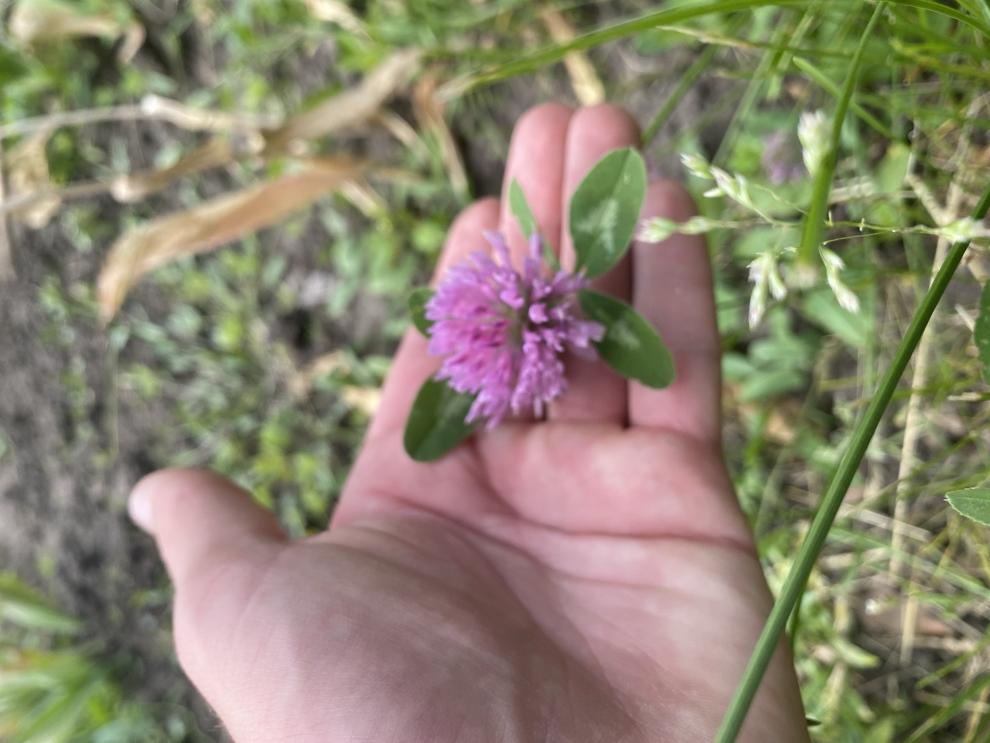 A human hand holds a pink clover flower with three green leaves. The background consists of grass and other vegetation. The location is unknown; there is no indication the photo was taken in Ustyvytsia, Ukraine.