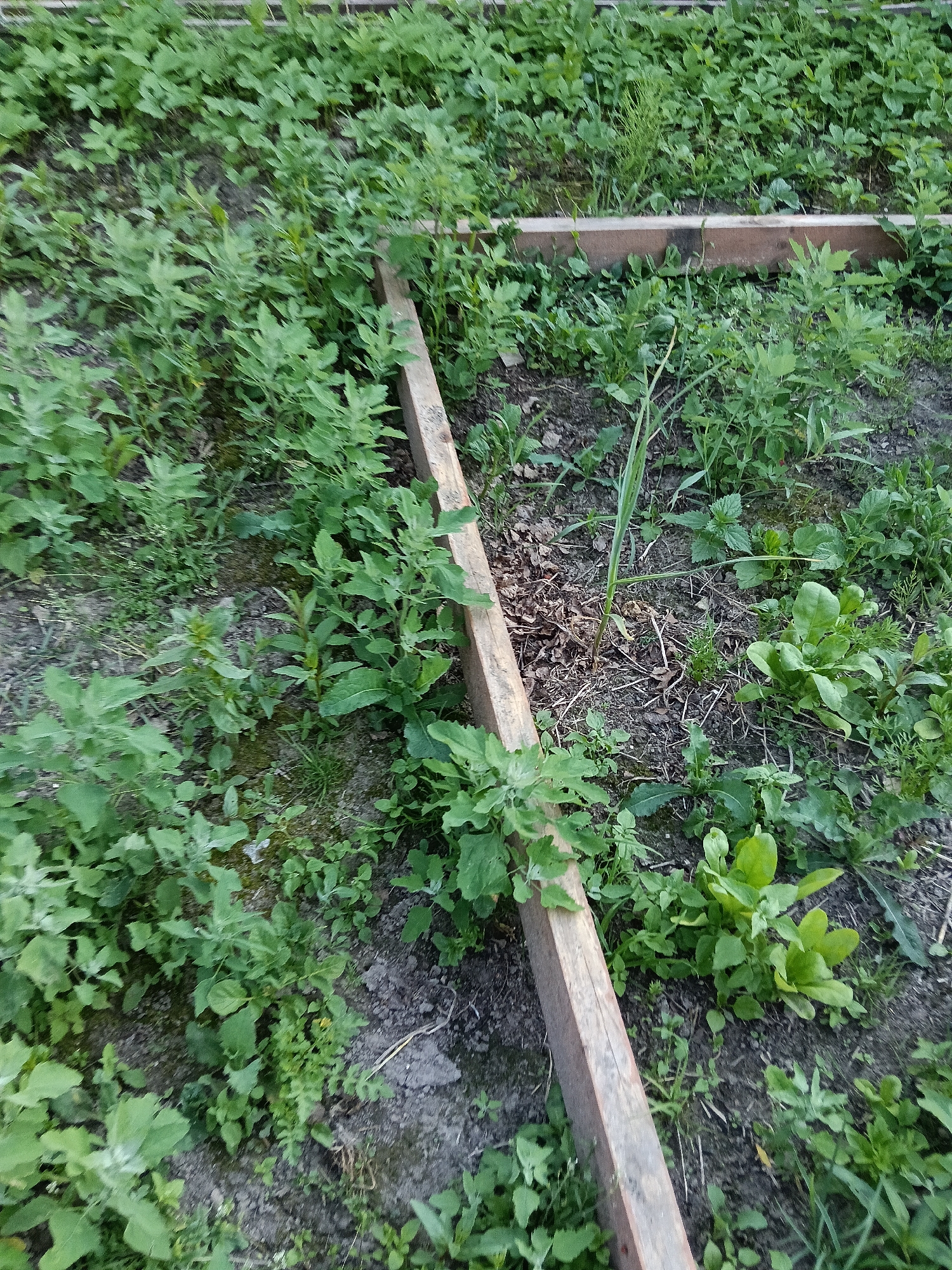 The image shows a close-up, high-angle view of an overgrown garden bed with wooden border planks. The garden bed is filled with a dense growth of green leafy plants, including what appears to be weeds and possibly some young vegetables. The soil is visible in patches between the plants. Two wooden planks are laid horizontally across the garden bed, defining sections of the planting area. The planks are weathered and appear to be made of rough-hewn wood. The environment is outdoors, suggesting a garden or yard. The location is specified as Красный Маяк, Russia. There are no people or animals visible in the image.