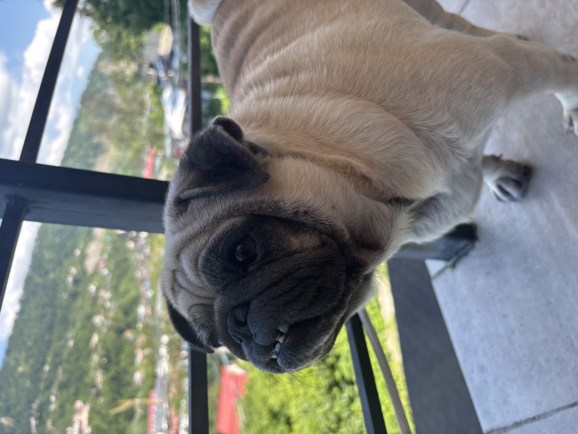 A pug dog stands on a balcony with a view of a verdant, hilly landscape, possibly Sochi, Russia. The dog's face is prominent in the foreground, with its characteristic wrinkled muzzle and slightly protruding teeth. Its fawn-colored fur is rippled, particularly along its back. Behind the dog, a railing separates the balcony from the background, where houses are nestled into the hills and trees. The sky above is partly cloudy.