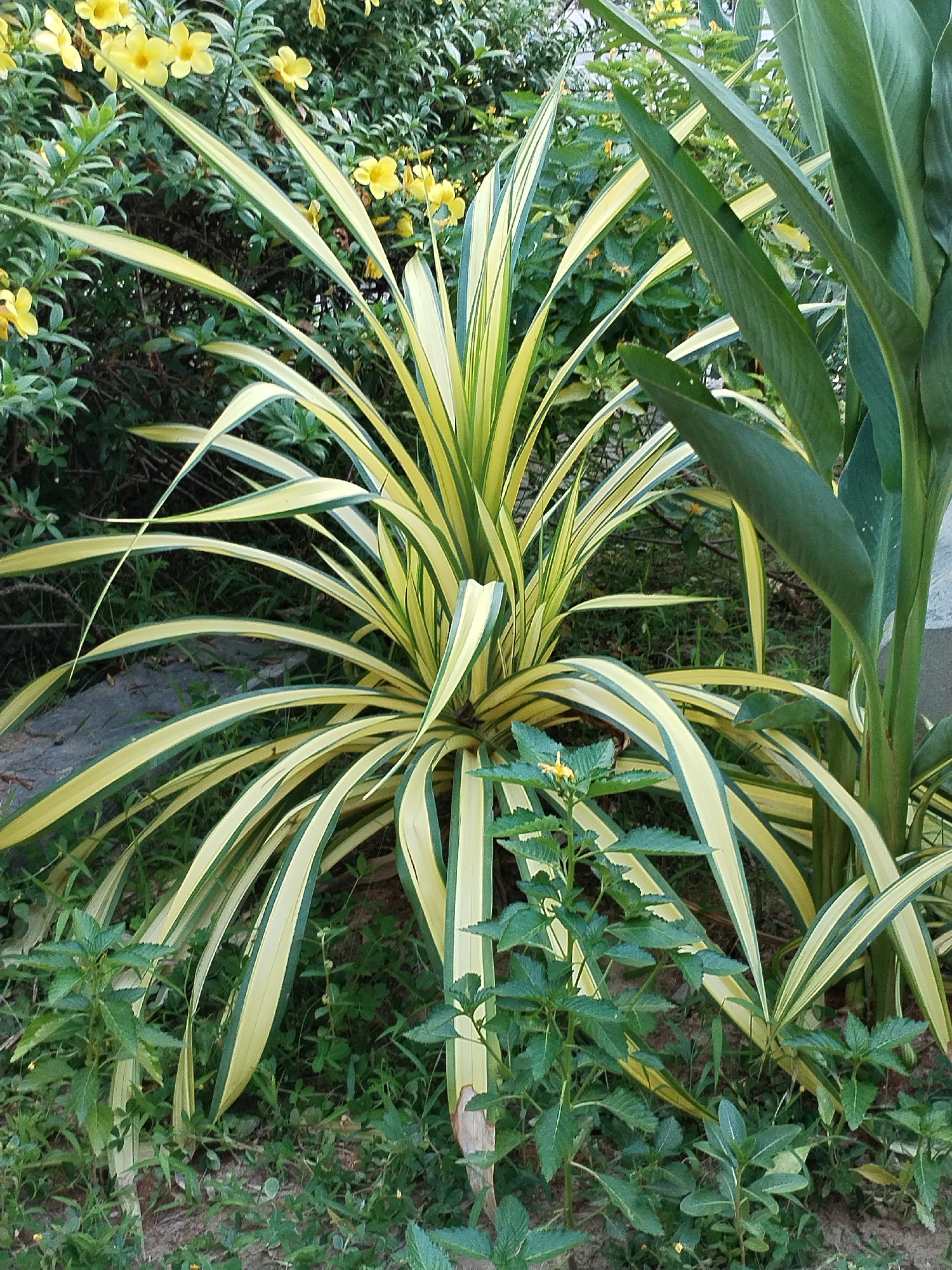 This image shows a variety of plants in what appears to be a garden or natural setting. In the foreground, there is a large, distinctive plant with long, sword-like leaves striped with yellow and green. To its right is a plant with broad, green leaves. In the background, there's a shrub or bush with small green leaves and yellow flowers. Smaller green plants and ground cover fill the space around the larger plants. The overall impression is of a lush, possibly untended, garden area. The city of Bac Nha Trang Ward, Vietnam is mentioned, but there are no specific visual cues in the image that confirm this location.