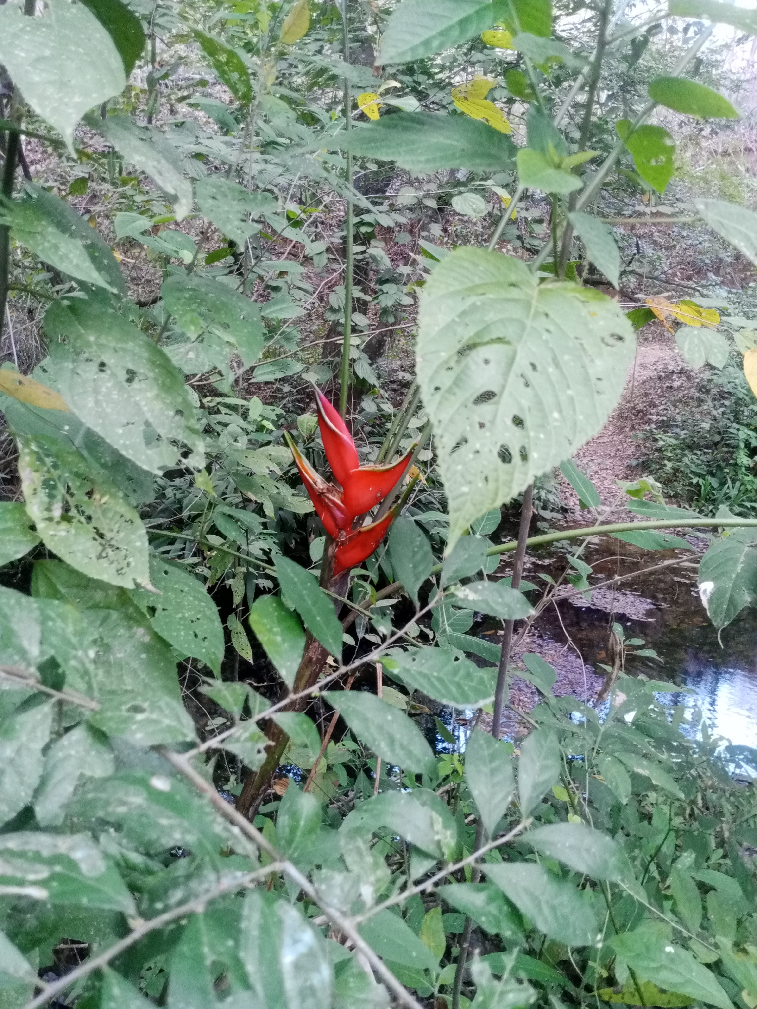 The image captures a dense, green undergrowth scene in Tinaquillo, Venezuela. Prominently featuring a cluster of vibrant red Heliconia flowers, the foliage is primarily various shades of green, with leaves showing signs of insect damage. A narrow stream or body of water is visible behind the vegetation. The environment suggests a natural, perhaps forested or jungle-like setting. There is no evidence of people, subjects, objects, actions, or interactions in this scene.