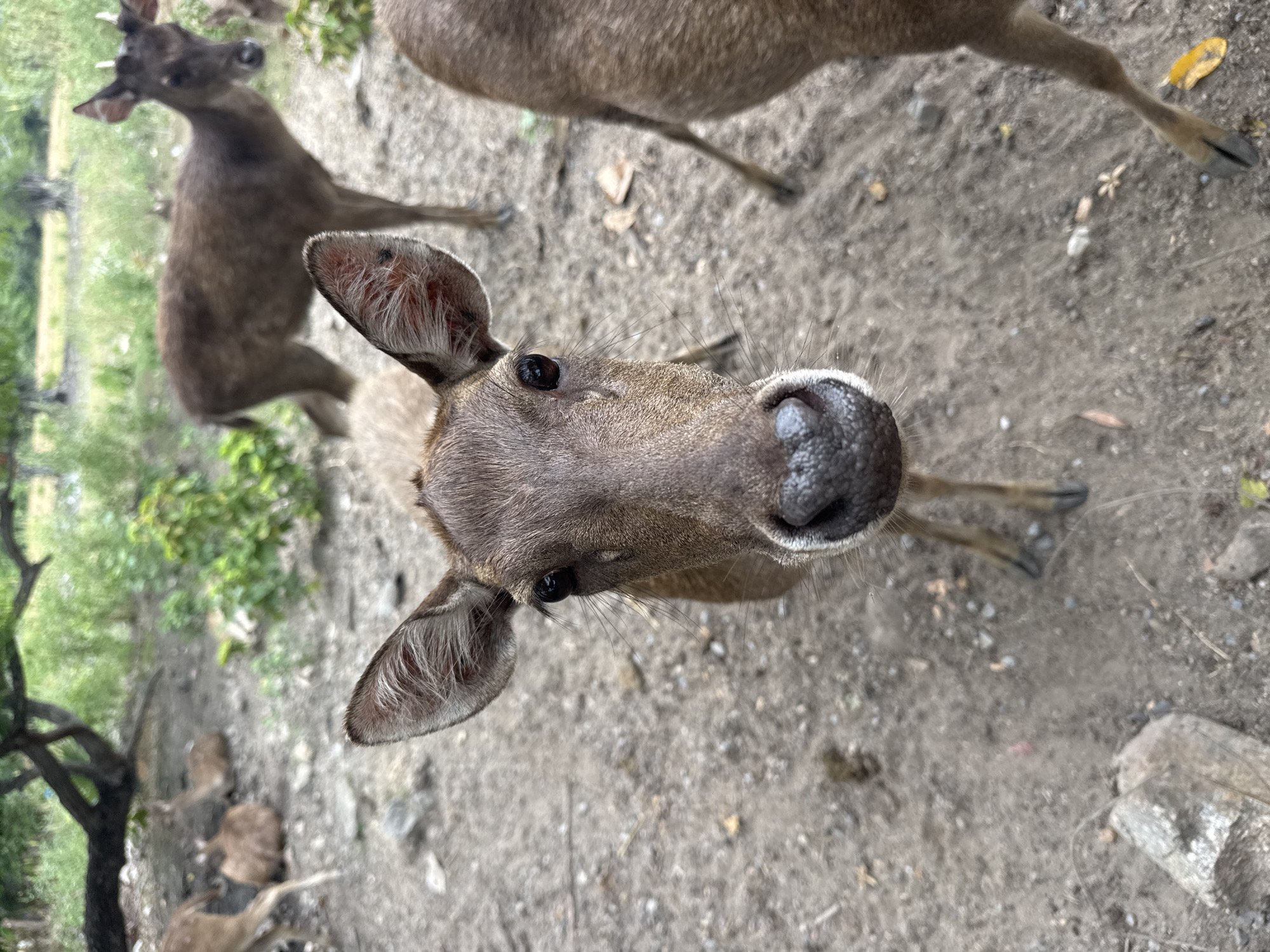 A close-up, eye-level, vertical shot shows the head of a young deer in the foreground. The deer is brown with large ears and dark eyes. Its nose is dark and wrinkled. In the background, other deer are visible, some lying down and others standing. The environment appears to be a natural, outdoor setting with dirt ground and some greenery. The overall impression is a candid photograph of deer in their habitat. The location is described as the city of Ko Samui District, Thailand, though this context is not visually evident from the image itself.