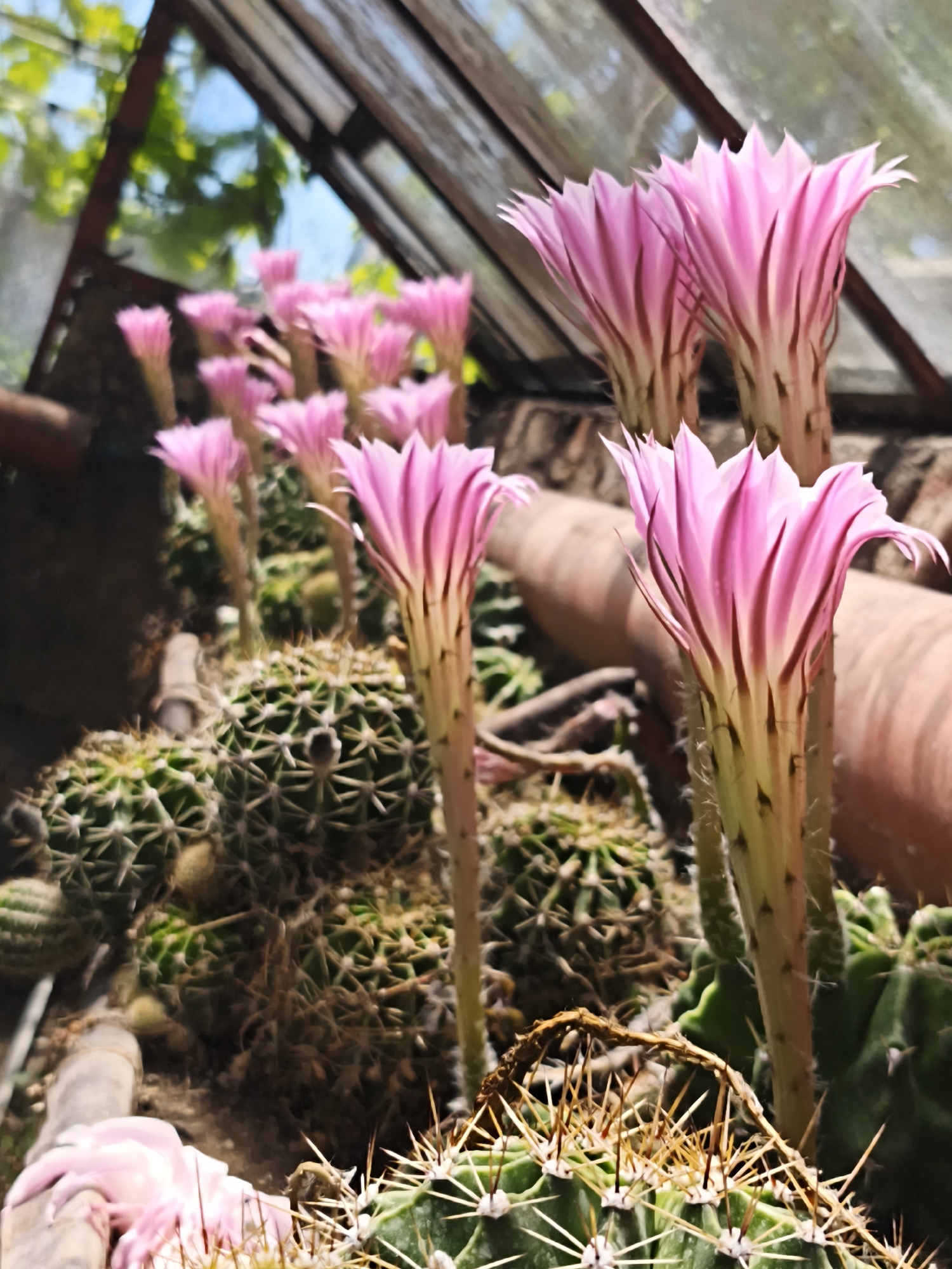 The image depicts a cluster of flowering cacti within a greenhouse structure, located in Терновский округ, Ukraine. Numerous vibrant pink, trumpet-shaped flowers, displaying distinct darker pink venation on their petals, extend upwards on elongated, pale green stalks covered with fine, whitish spines. The primary cactus bodies are green, globular to semi-globular, exhibiting pronounced ribs and sharp, light-colored spines. The background reveals blurred structural components of the greenhouse roof, including dark beams and translucent panels through which a bright blue sky and diffuse green foliage are visible. In the mid-ground and foreground, additional cactus plants and terracotta-colored cylindrical objects (possibly pots or pipes) are present. The scene is illuminated by bright, diffused natural light. No human subjects or animals are visible.