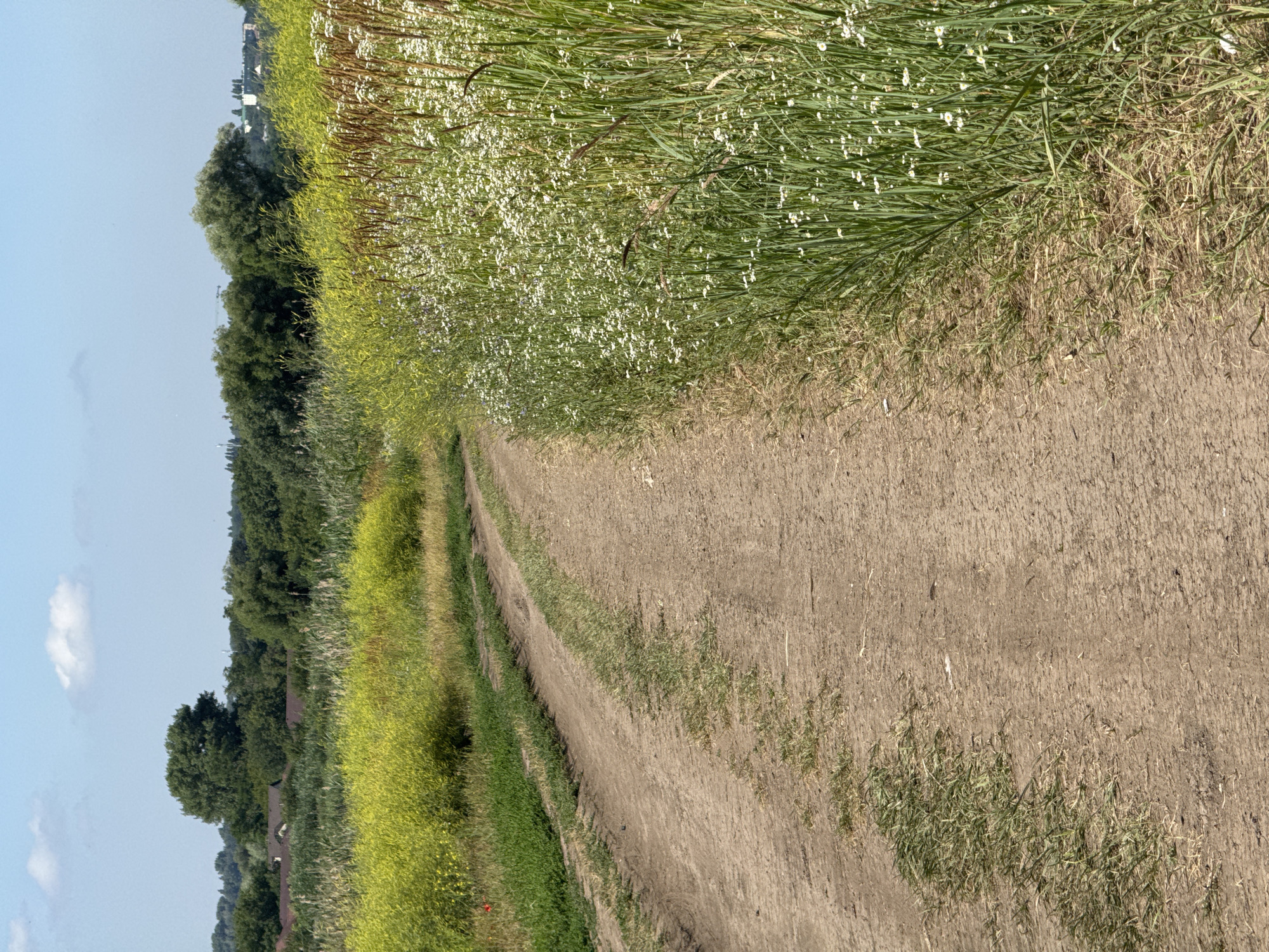 A dirt road curves through a rural landscape under a clear blue sky with a single white cloud. On the right side of the road, tall green grass is interspersed with small white wildflowers and some dried brown seed stalks. To the left of the road, a patch of vibrant yellow-green foliage grows, and further back, a dense line of green trees forms a natural barrier. In the distance, beyond the trees, are hints of buildings and structures, suggesting the proximity of a settlement. The road itself shows tire tracks from a vehicle. The overall scene depicts a tranquil, sunlit day in a natural setting on the outskirts of Mikhaylovsk, Russia.
