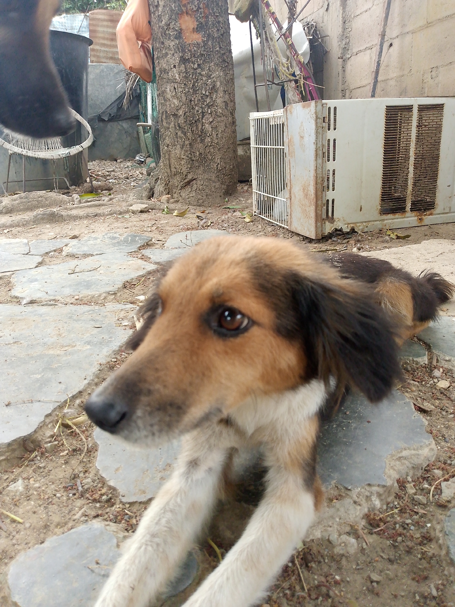 A dog with brown and black fur is lying on a cracked stone surface in what appears to be an outdoor area. In the background, there is a tree trunk, an air conditioning unit, a chair, and other objects, suggesting a backyard or courtyard setting. The exact location is Juan Griego, Venezuela.