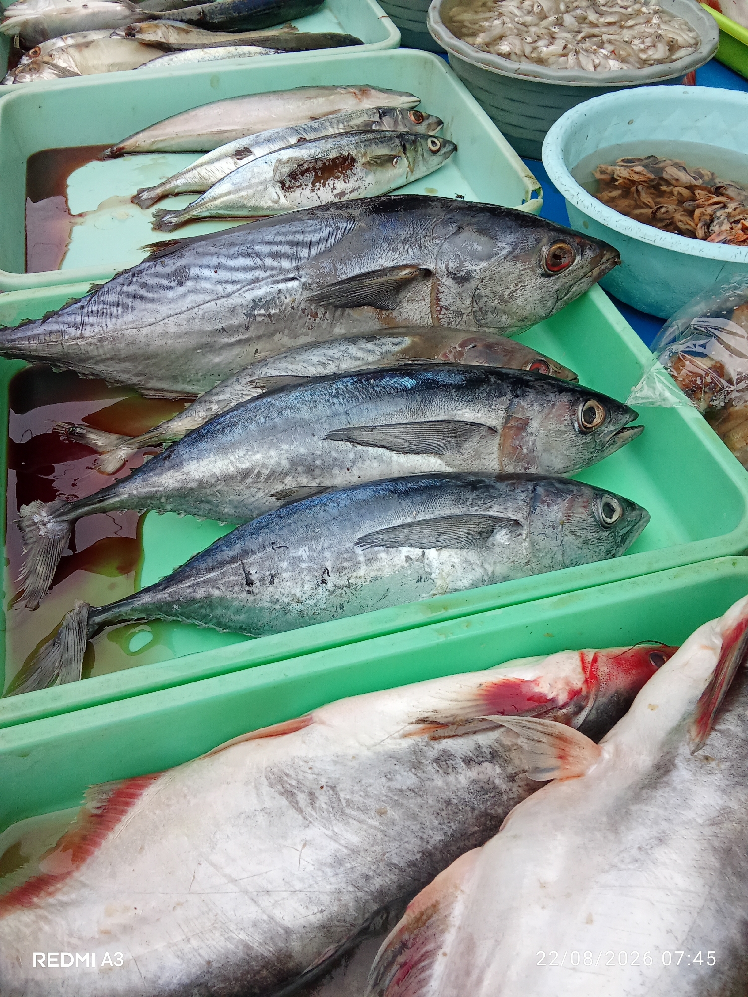 This is a vertical, high-angle shot of a selection of fresh fish displayed in plastic containers at a market in Cemani, Indonesia. The containers are stacked and appear to be a light green color. In the foreground, two large, pale-skinned fish with red accents are laid out, with their heads pointing towards the right. Above them, three slender, silvery-blue fish are arranged in a row, also with heads facing right. The middle fish in this row has noticeable brown markings on its flank. Further back, another layer of fish, similar in shape to the silvery-blue ones, is visible. To the right of the fish containers are two blue bowls. One contains a multitude of small, light-colored fish, possibly anchovies or sardines. The other bowl holds a collection of larger, darker shellfish, possibly mussels or clams, submerged in water. A clear plastic bag filled with dried, brownish items, possibly dried seafood or spices, is partially visible in the upper right corner. The overall impression is of a busy market stall displaying a variety of fresh seafood.