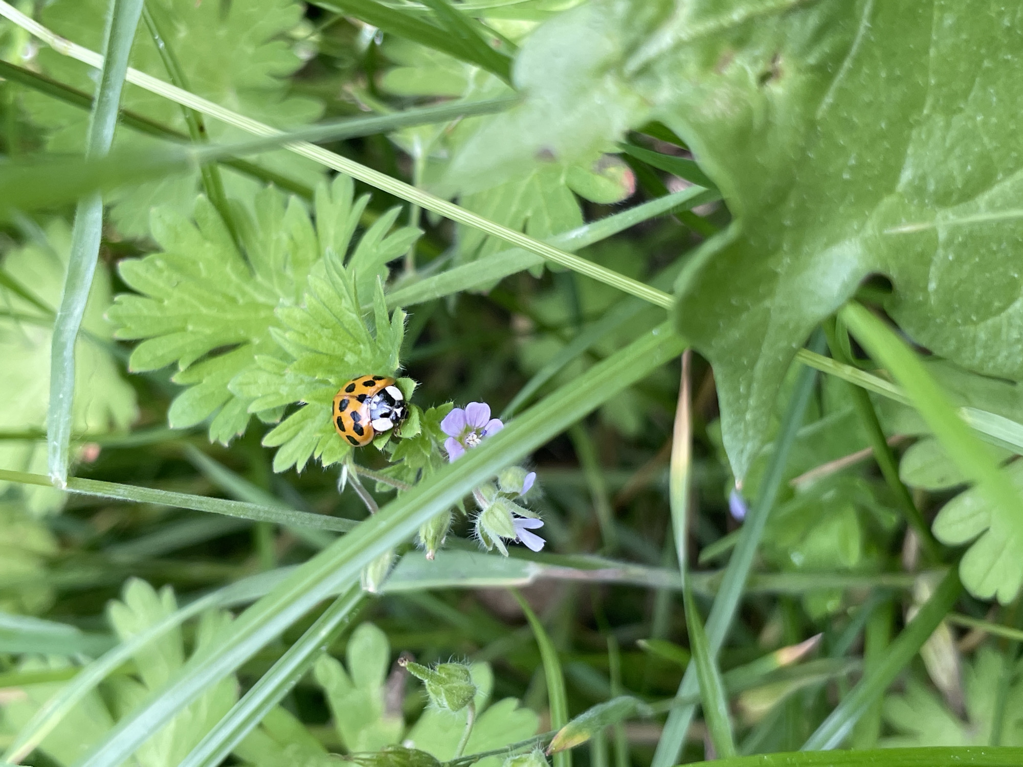 A close-up, eye-level, natural outdoor shot captures a ladybug perched on a green leaf amidst other green foliage. The ladybug, with its distinct black spots on an orange shell and a black head with white markings, is the primary subject, positioned in the upper right quadrant of the frame. Below the ladybug, a small cluster of delicate purple flowers with white centers and green sepals adds a splash of color to the scene. The background is a blur of various shades of green, with tall blades of grass dominating the foreground. The lighting suggests a bright, overcast day, creating soft shadows and a natural, diffused illumination. The image appears to be taken in a garden or a natural grassy area, emphasizing the intricate details of the ladybug and the surrounding plant life. The location is unknown, within an unspecified city.
