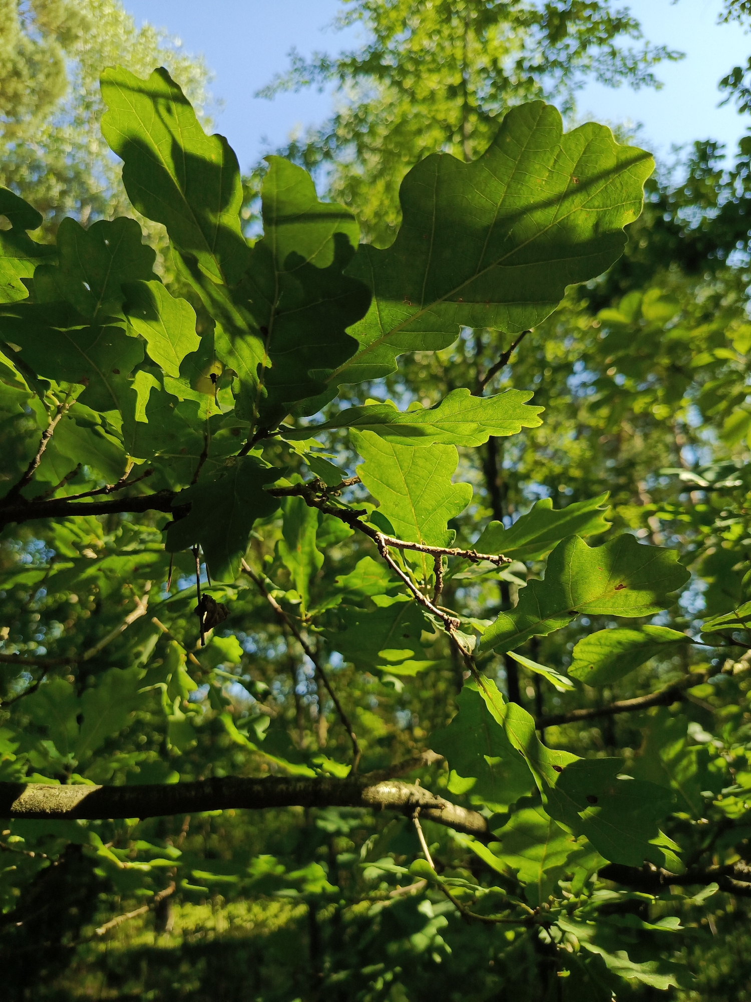 A low-angle, close-up shot captures a cluster of large, vibrant green oak leaves and branches against a bright blue sky with dappled sunlight filtering through. The leaves are distinctly lobed, a characteristic feature of oak foliage. The branches are thin and textured with a rough bark. In the background, out-of-focus green foliage suggests a forest or park setting. The scene is located in Kruszyn, Poland. The image is sharp and focused on the foreground leaves, with the background blurred, creating a shallow depth of field. There are no people or animals visible in the image.