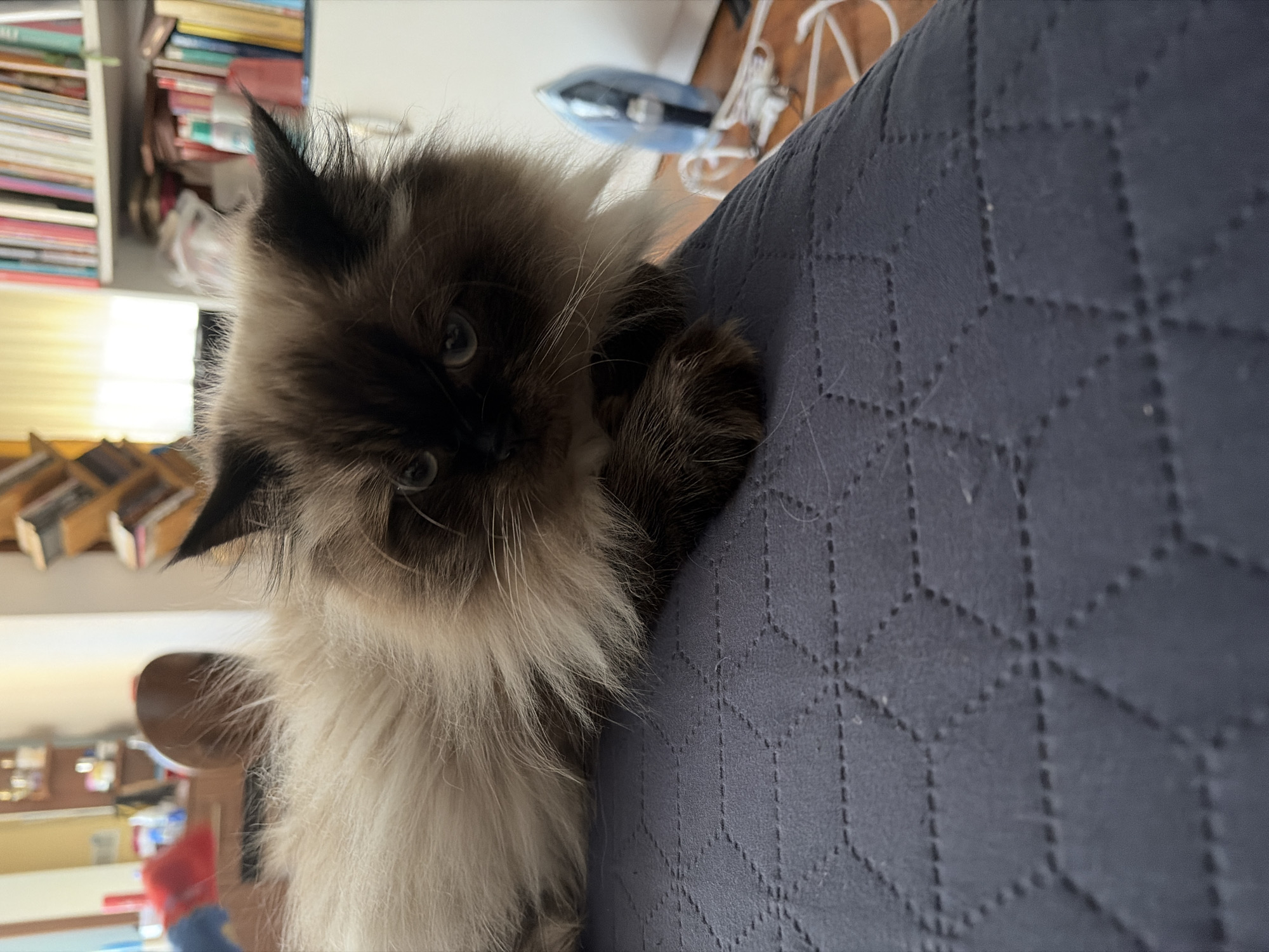 A Himalayan cat with fluffy cream and dark brown fur is lying on a dark grey quilted surface. The cat is looking towards the camera with its blue eyes. In the background, there are bookshelves filled with books, a window with yellow curtains, and a blue iron with its cord. The scene appears to be indoors, possibly in a home. There is no information in the image that allows for determining the location in the city of Vratsa, Bulgaria.