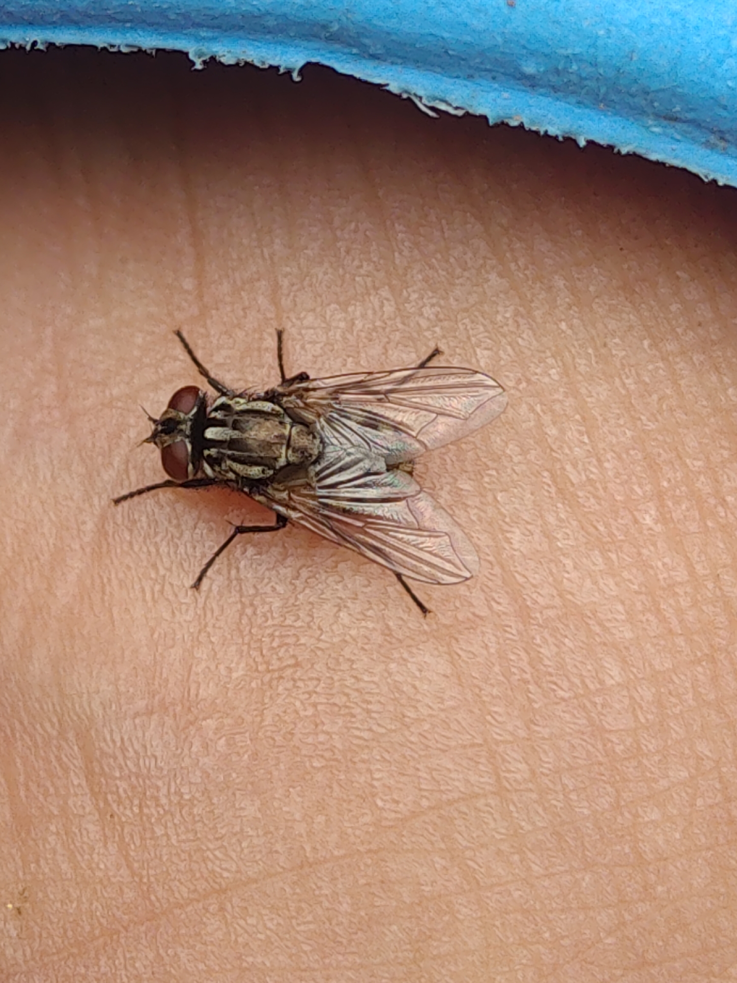 A close-up, overhead shot shows a single fly resting on human skin. The fly is positioned diagonally in the center of the frame, with its head pointing towards the upper left. Its segmented body is brown and gray, with iridescent wings fanned out. The fly's red eyes are prominent. The skin it rests on is light-toned and textured with visible pores and wrinkles. A blurred, blue object occupies the top edge of the frame. The environment is not discernable beyond the fly and the skin.