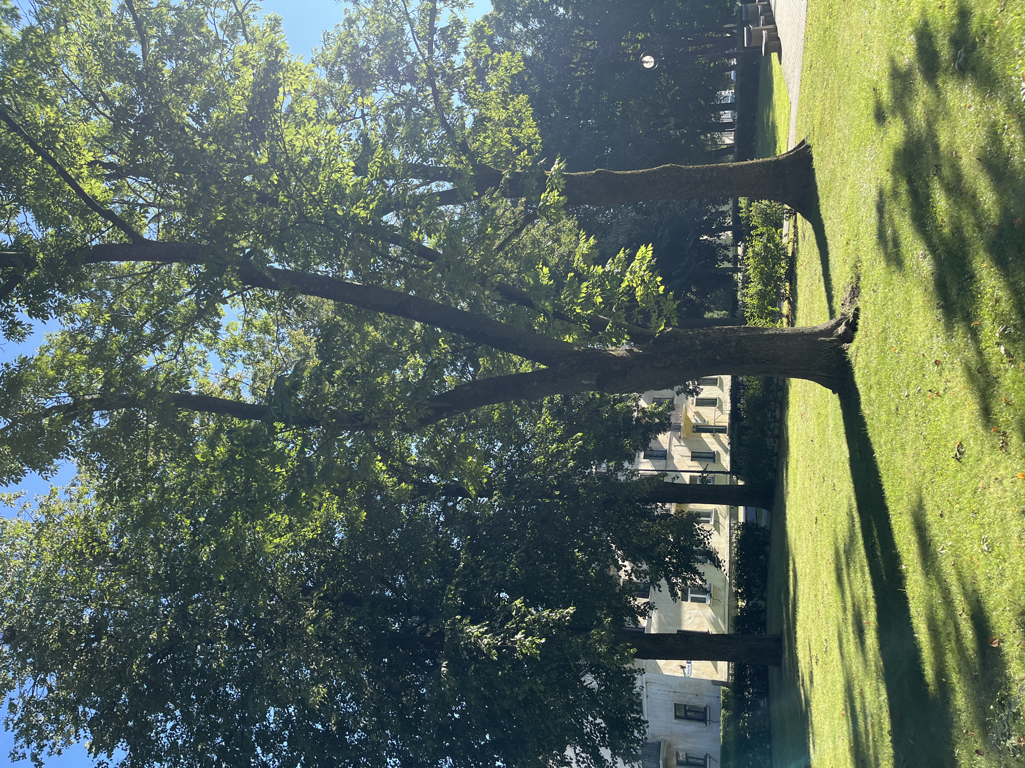 The image depicts a sunny day in a park in Kohtla-Järve linn, Estonia. Tall deciduous trees with lush green foliage dominate the foreground, casting long shadows on a manicured lawn. In the background, a multi-story building with a light-colored facade and visible windows is partially obscured by the trees. A paved pathway with benches and a lamppost can be seen on the right side of the image, indicating a public urban space. The sky is clear and blue. There are no people visible in the frame.