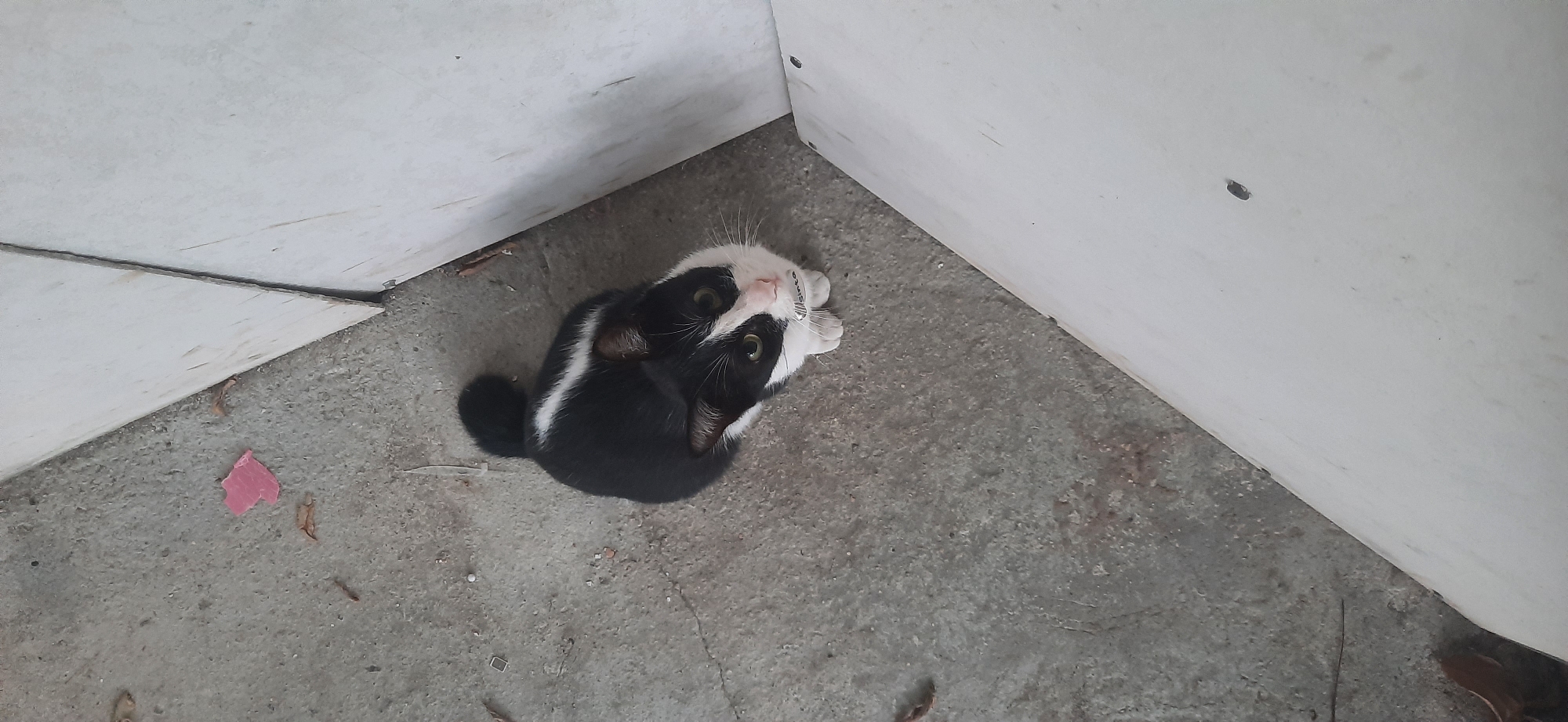 A black and white cat with green eyes is sitting on a concrete surface. The cat is looking up towards the camera. The cat is wearing a collar with a tag that says "Sinta". In the background, there are some light-colored walls and a small piece of pink paper on the ground. The scene appears to be outdoors in an urban or semi-urban environment, possibly in Cisauk, Indonesia, given the concrete ground and simple construction elements.