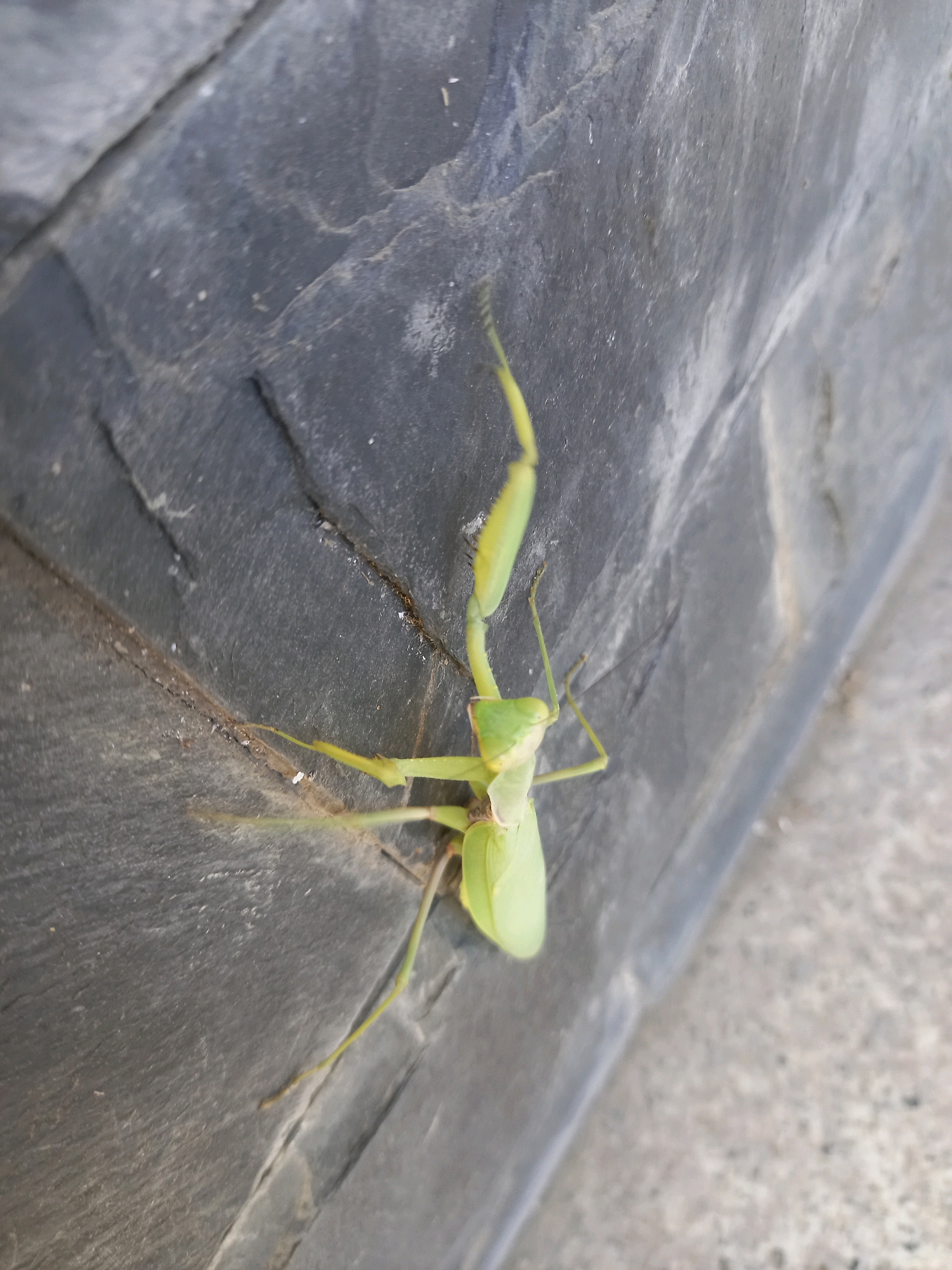 A light green praying mantis is positioned on a dark gray, rough, textured surface that appears to be part of a tire. The praying mantis is oriented diagonally, with its head facing towards the upper left of the image and its abdomen extending towards the bottom right. Its forelegs are raised, characteristic of its predatory stance. The surface it is on has visible cracks and variations in tone, suggesting wear or natural imperfections. The background consists of a lighter, speckled gray surface, possibly concrete or asphalt. The image is a close-up, focusing on the insect and its immediate surroundings. The scene is not indicative of any specific urban location within Focșani, Romania, as it lacks identifiable landmarks or context.