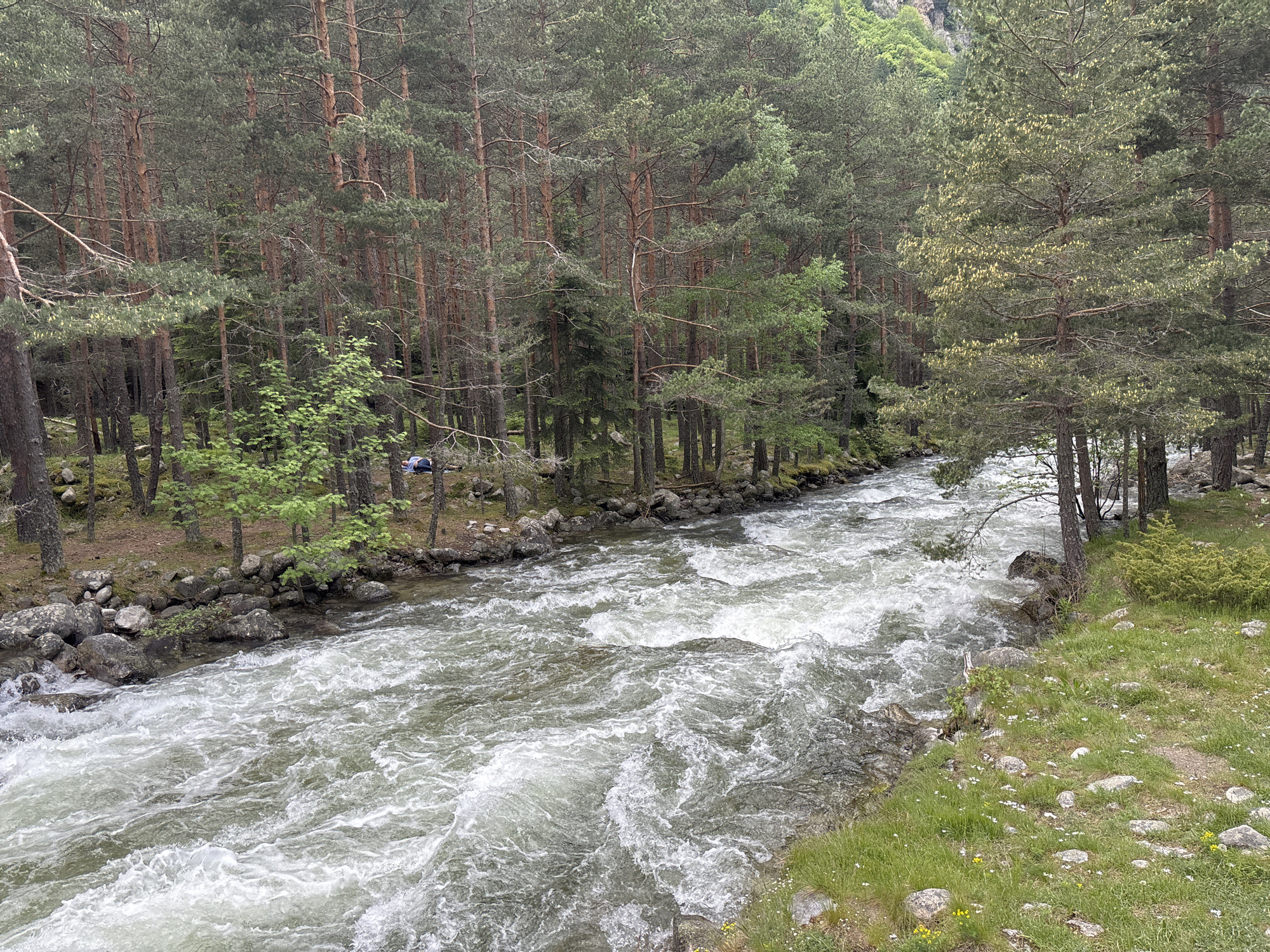 The image captures a fast-flowing, turbulent river cutting through a dense coniferous forest in Beli Iskar, Bulgaria. The river, characterized by significant white rapids and foam, occupies the middle ground and flows from the upper left towards the lower right. Its water appears greenish-grey amidst the white turbulence. The left bank is heavily forested with numerous tall pine trees, identifiable by their slender, reddish-brown trunks and dark green needle-like foliage. Smaller deciduous trees with brighter green leaves are interspersed among the pines, and large grey rocks line the river's edge. A lone individual is discernible lying prone on a blue object, possibly a mat or sleeping bag, on the left bank near the water, partially obscured by trees. The right bank features a grassy slope dotted with numerous light grey rocks and small white and yellow wildflowers. A dense line of coniferous trees forms the forest further up the right bank, with a distinct bushy plant exhibiting yellowish-green foliage near the river's edge. In the upper background, verdant mountain slopes are visible, indicating the mountainous terrain. The scene is evenly lit, suggesting overcast conditions.
