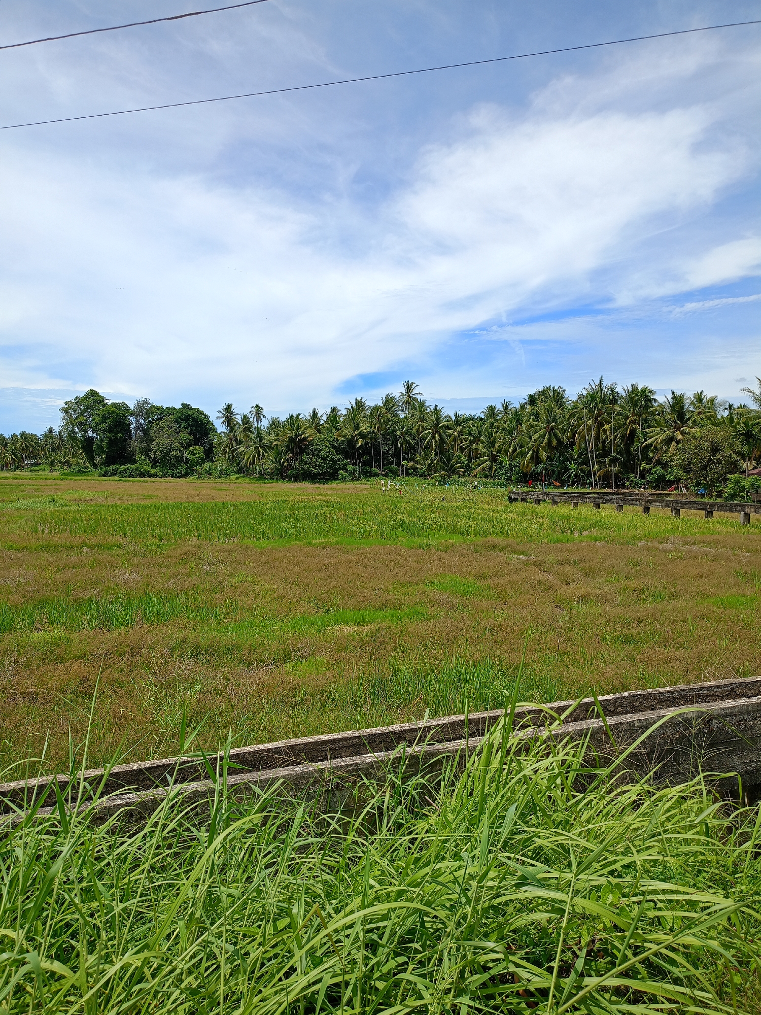 The image shows a rural landscape in Buketteukuh, Indonesia. In the foreground is tall green grass obscuring a weathered concrete barrier or irrigation channel. Beyond this, a field of mixed green and brown grasses stretches towards a dense line of trees, primarily palm trees, on the horizon. A concrete bridge-like structure spans a portion of the field. The sky is blue with scattered white clouds, and an electrical wire runs across the top of the frame.