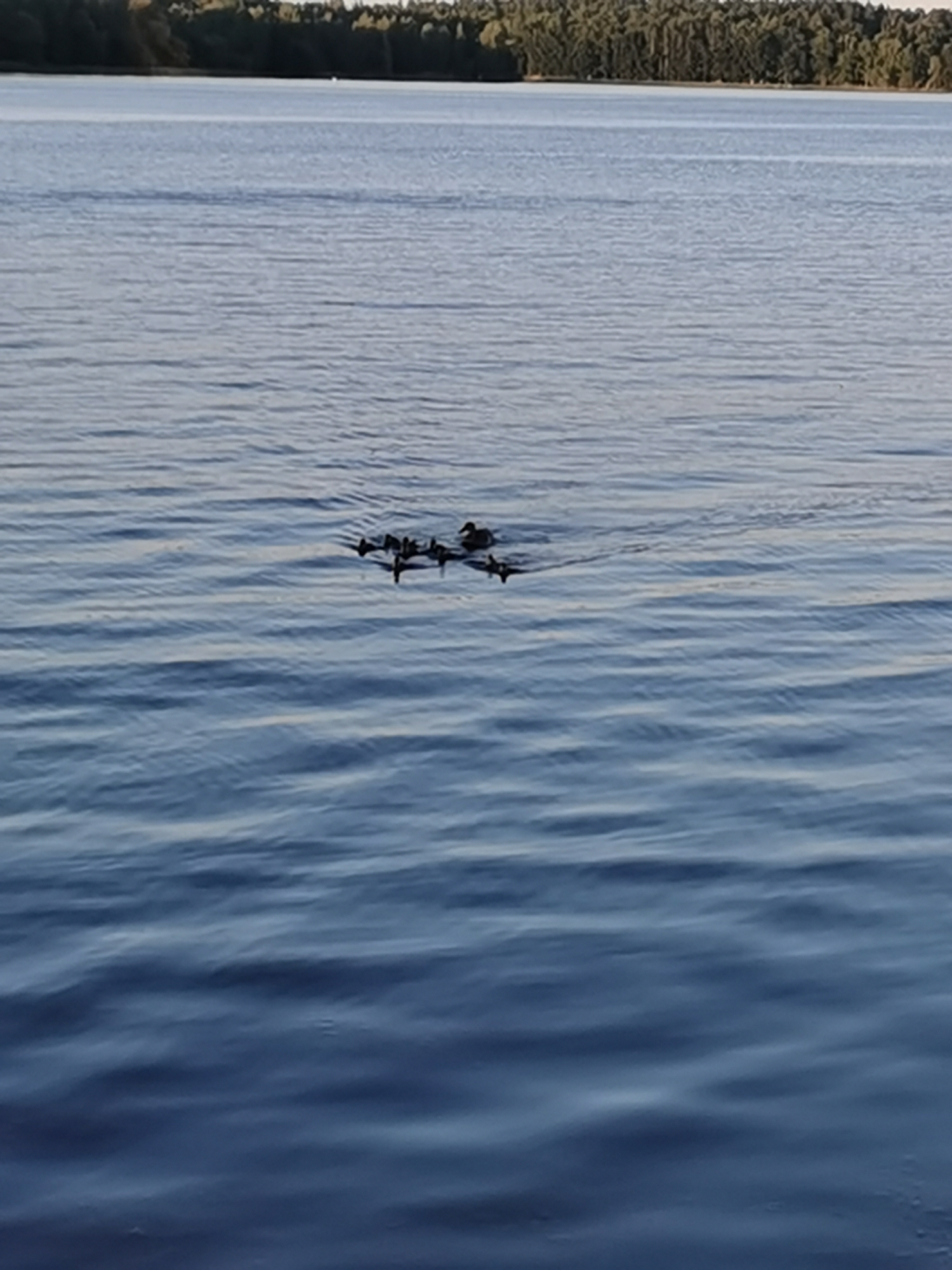 The image shows a body of water, likely a lake or river, with a tree line in the background. Two ducks are swimming in the water, leaving small wakes behind them. The water is calm with gentle ripples. The scene is likely outdoors in a natural setting. There is no indication of the city of Minsk, Belarus, or any urban elements within the image.