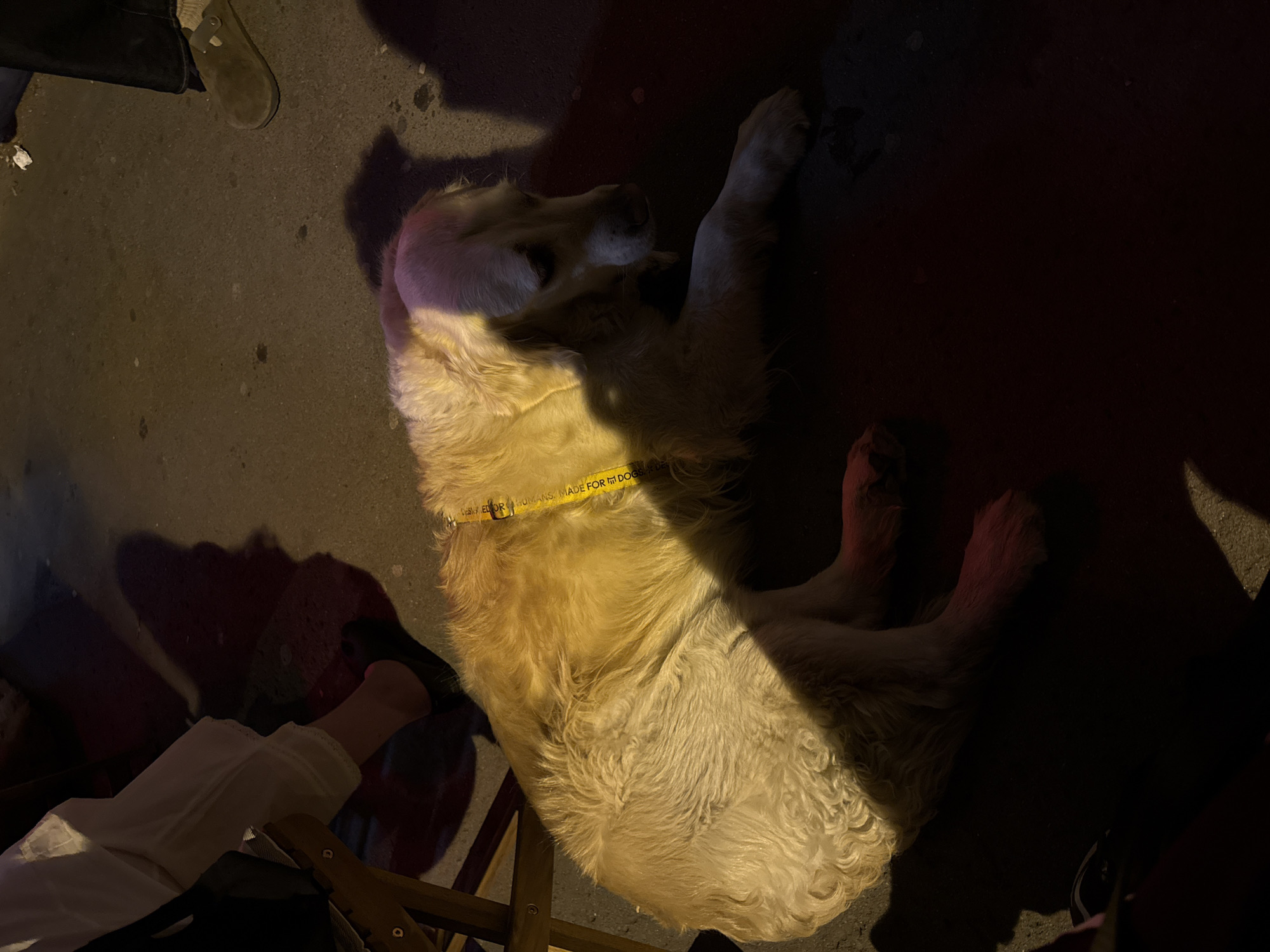 The image depicts a medium-sized golden retriever dog lying on a dark pavement, likely outdoors at night or in low light. The dog is mostly illuminated by a light source from above, with a yellow collar that reads "MADE FOR DOGS * DESIGNED FOR HUMANS". The location appears to be a public space, possibly a restaurant or bar patio. The pavement is typical of urban streets.
Visible in the scene are the legs of a person wearing white pants and dark shoes, possibly sitting in a wooden chair. Another shoe, brown, is visible nearby, as is a bare leg in black footwear. The general impression is that the dog is lying near people, possibly resting near its owner on the pavement.
Given the style of street and general urban setting, it is plausible this could be in Vracar Urban Municipality, Serbia. Without further context, such as street signs or local landmarks, the location can only be speculated to be consistent with such a European urban area.