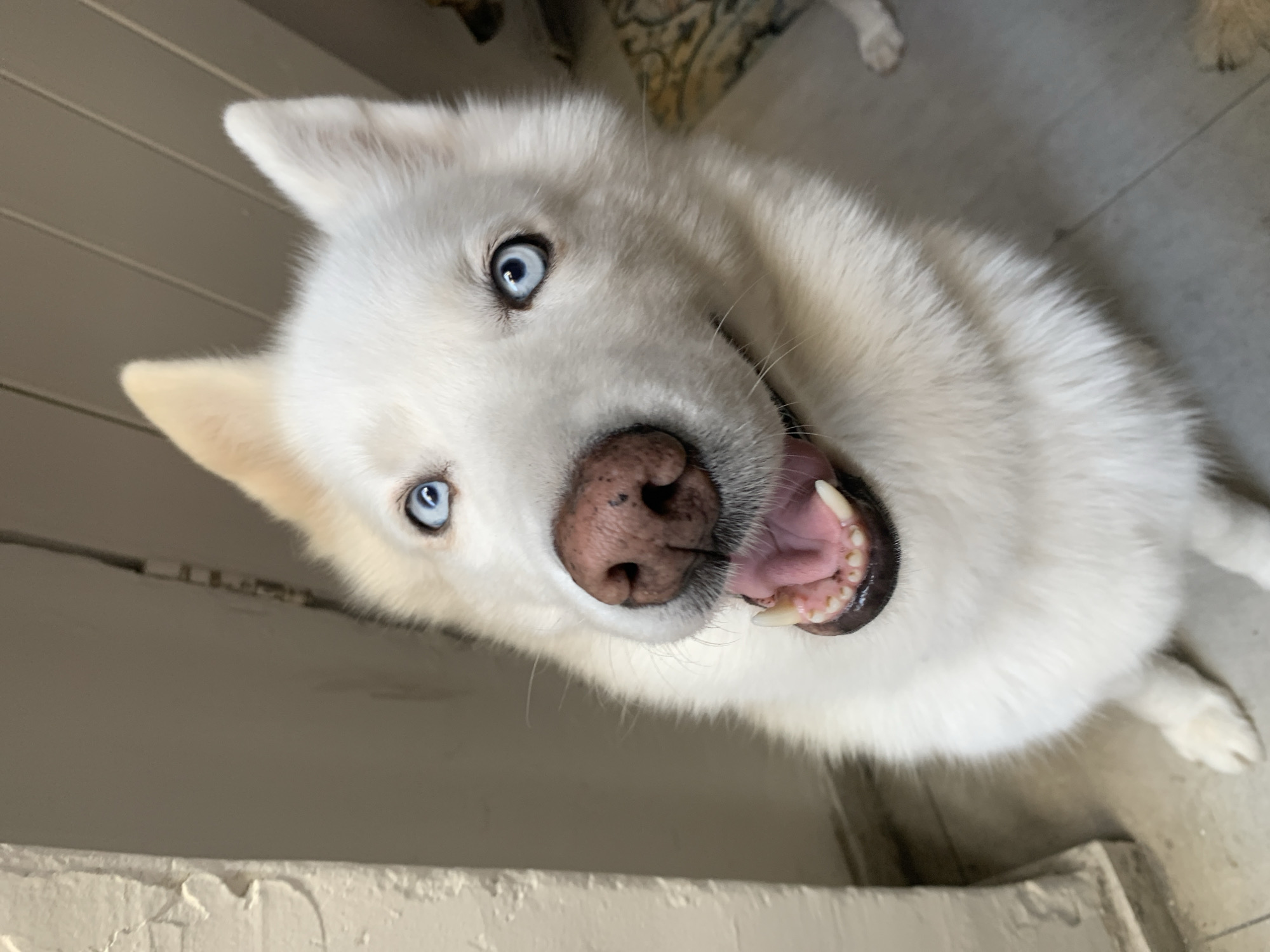 A white husky with piercing blue eyes is the primary subject, appearing close to the camera and looking up. The dog's mouth is open, revealing teeth and a pink tongue. The dog's nose is pink and textured. The background consists of interior elements, including a white wall with what appears to be a door frame, and a floor with what seems to be light-colored tiles. The photo's composition is angled. The image has no direct indications of being in Tel-Aviv, Israel.