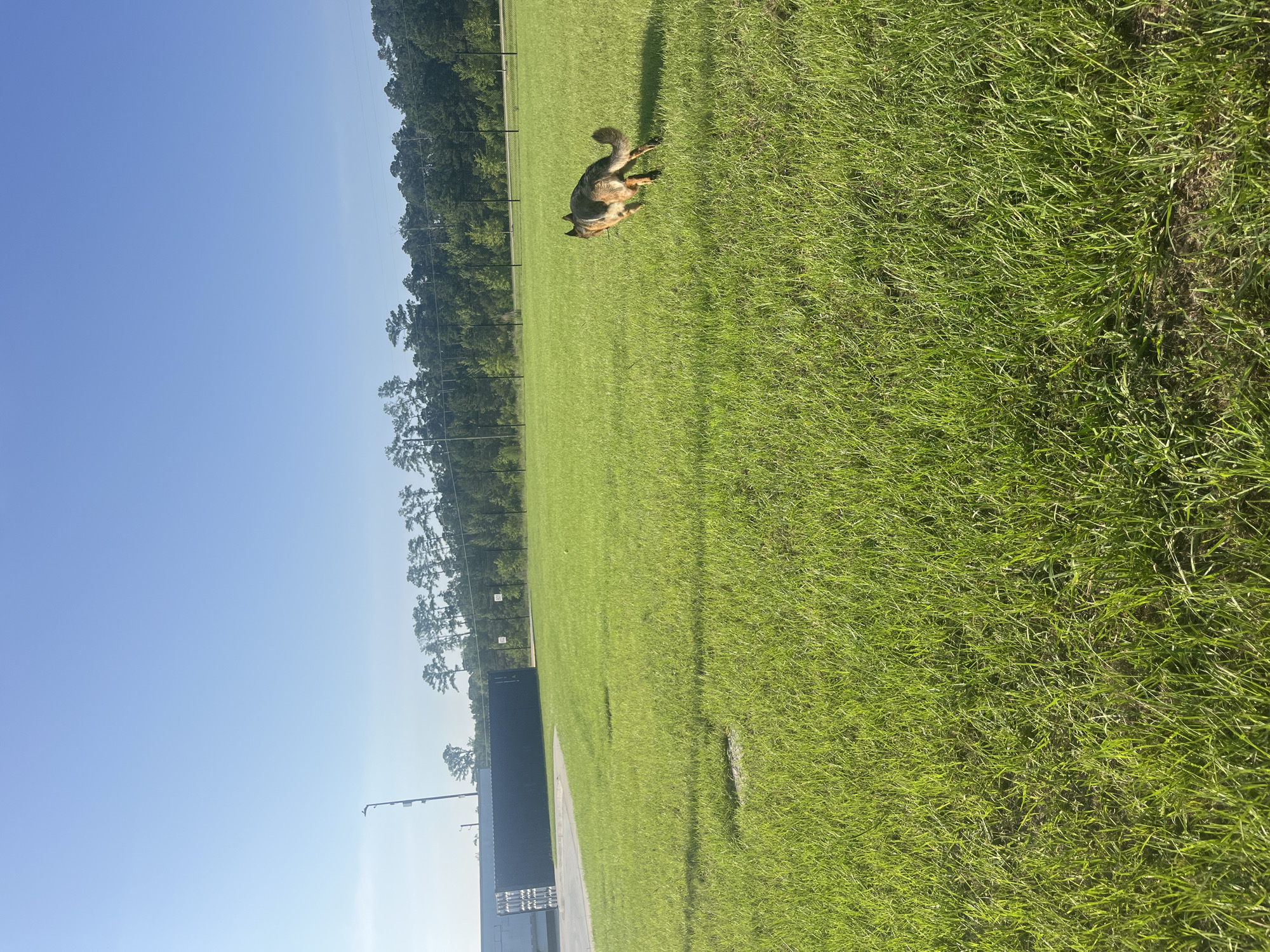 A German Shepherd dog runs across a bright green, grassy field under a clear blue sky. In the background, a line of trees forms the horizon. To the left, a dark grey industrial container sits beside a paved area. A tall lamppost with a light fixture is visible to the left of the container. The scene appears to be an open area in or near Pooler, Georgia, USA.