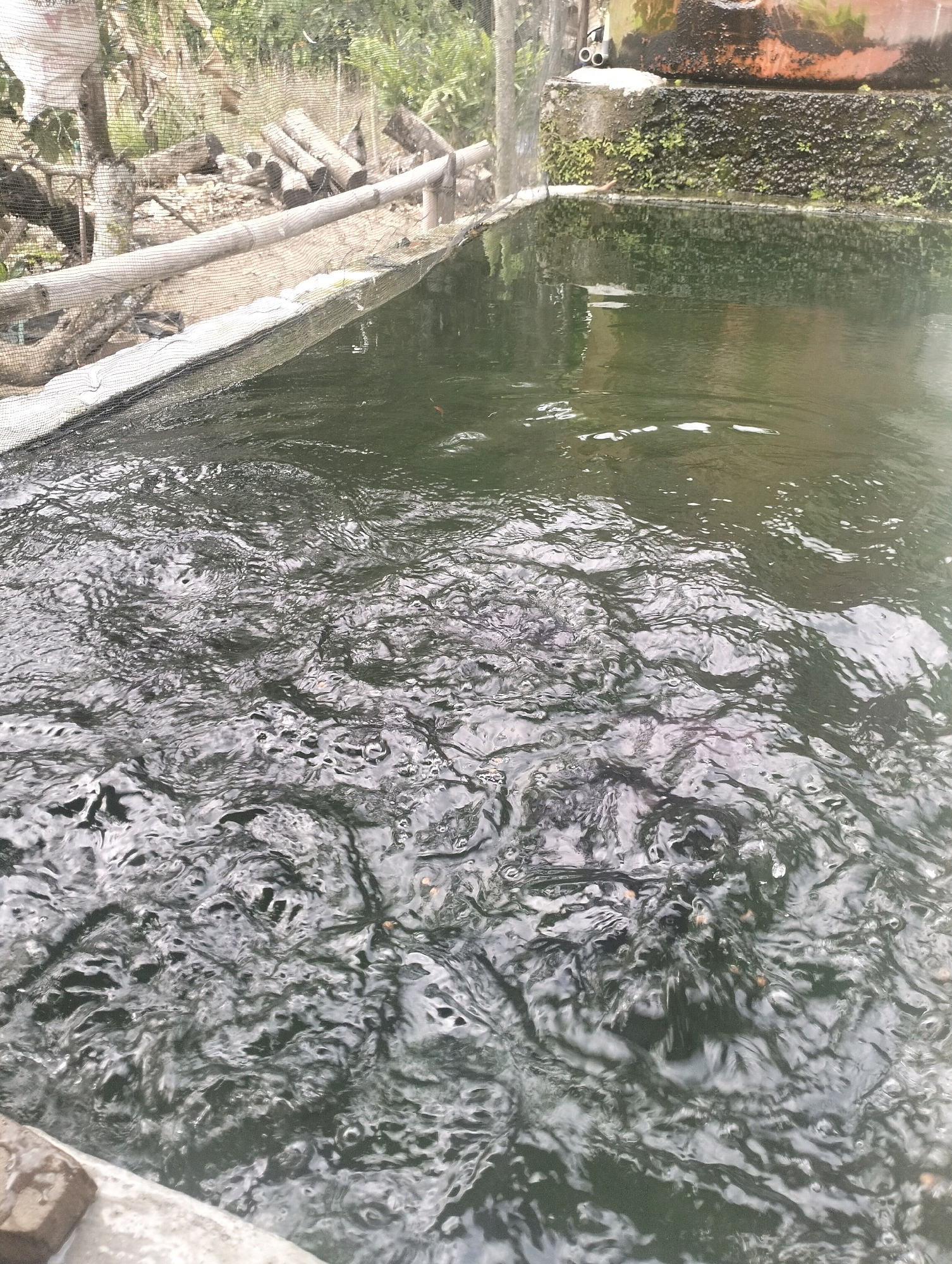 The image shows a close-up view of a murky, dark green water pond, likely used for aquaculture. The water surface is disturbed with ripples and small waves, suggesting movement within the pond. Some small fish appear to be swimming near the surface. The edge of the pond is visible in the foreground, lined with a white material and a mesh netting that extends along the side. In the background, there are some logs piled up, a bamboo fence, and lush green vegetation. A portion of a concrete structure with moss and what appears to be a large water tank is also visible. The overall scene depicts an outdoor fish farm or pond in a rural or semi-rural setting. The location is identified as Unknown, Indonesia.