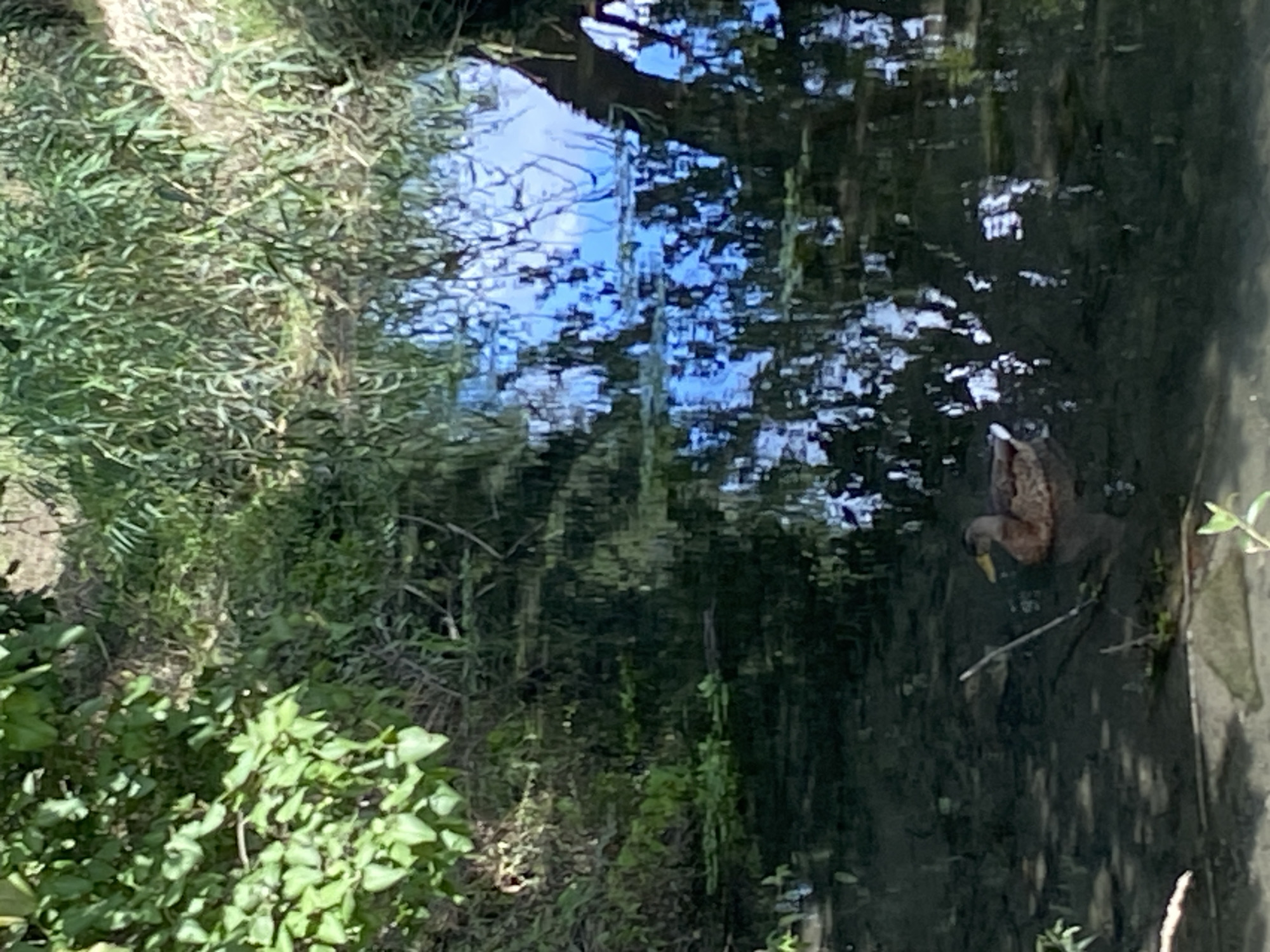 A duck swims in a narrow, shallow waterway. The water is dark and reflects the surrounding vegetation and sky. The banks of the waterway are covered with dense green foliage, including trees and tall grasses. The duck is facing to the right, with its head lowered slightly as if foraging. The scene is naturalistic and appears to be in an outdoor setting, possibly a park or a nature reserve within the city of Nowy Sącz, Poland.