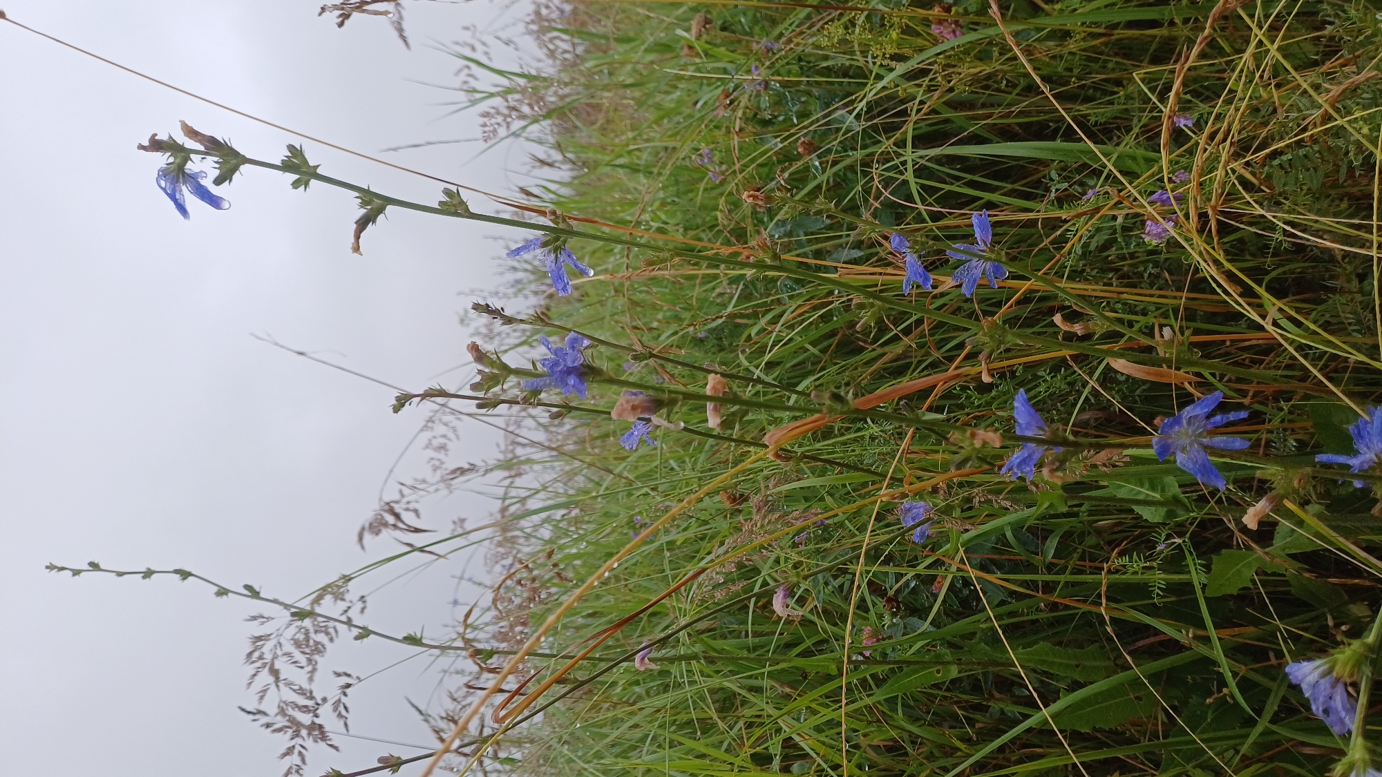 The image captures a close-up view of wild chicory flowers with blue petals blooming amidst tall green grass and dry stalks. The scene is set in an overcast outdoor environment, suggesting a humid or post-rain condition as water droplets are visible on the flower petals and grass blades. The background consists of more blurred vegetation and a pale, hazy sky. The focus is on the delicate blue flowers and the natural, untamed landscape. The image appears to be taken in a natural area, possibly a meadow or a field.