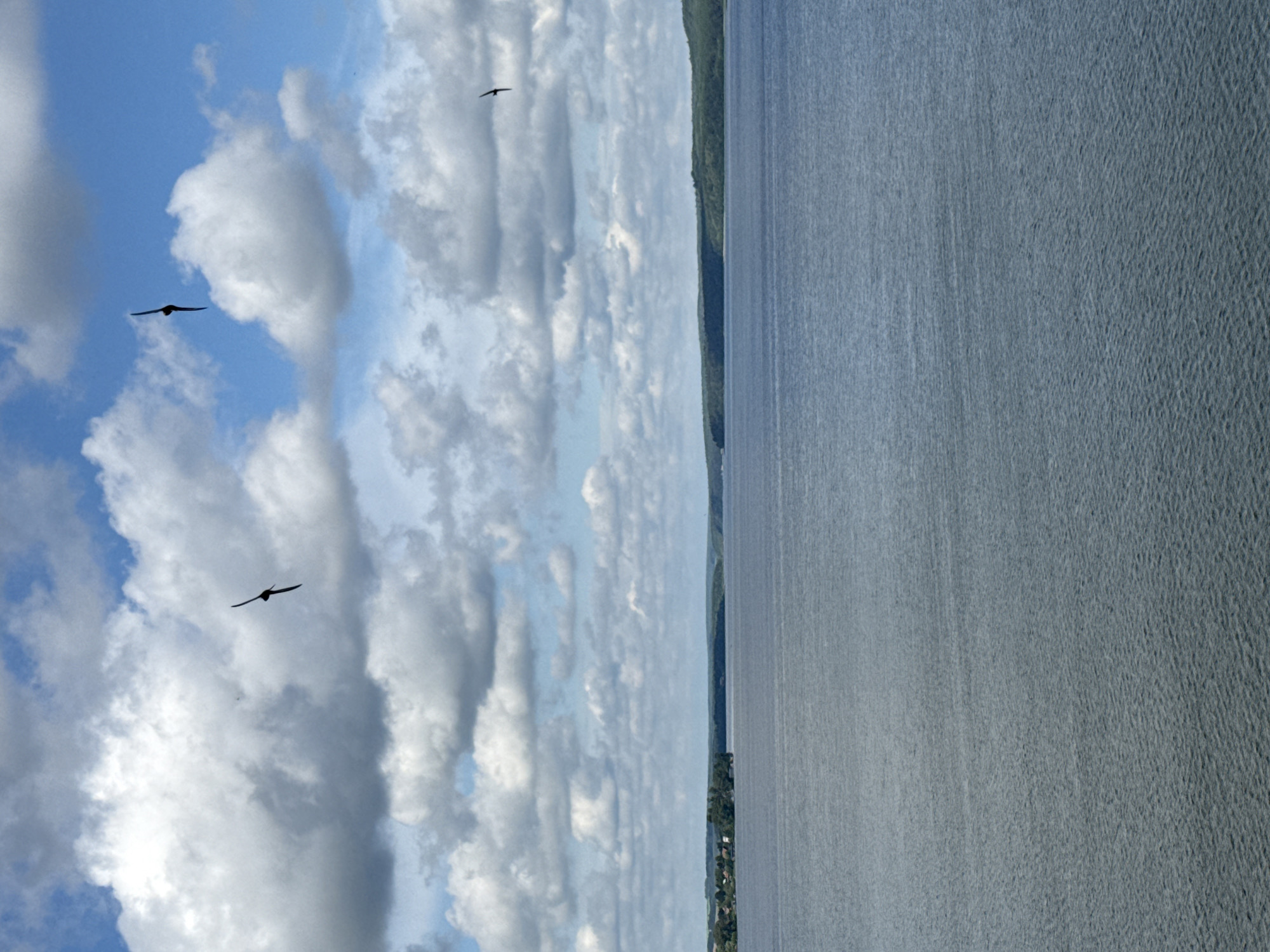 An aerial perspective shot captures a wide expanse of calm, gray-blue water stretching towards a distant, tree-lined horizon. The sky above is a dynamic canvas of white and gray cumulus clouds against a bright blue backdrop. Four dark silhouettes of birds are visible in flight against the clouds. In the mid-ground, a narrow strip of green land, dotted with buildings and trees, defines the far shore. The overall impression is one of a serene natural landscape on a partly cloudy day.