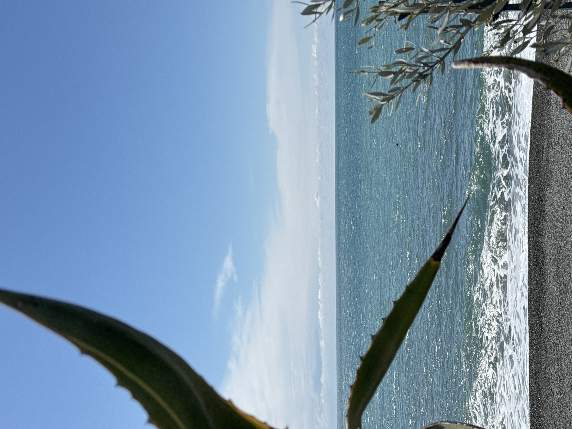 The image shows a beach scene in Sochi, Russia. A pebbled beach is visible on the right, with waves crashing on the shore. The water appears blue-green with sunlight reflecting on the surface. An agave plant is situated in the foreground, with its leaves extending into the frame, partially obscuring the view. The sky is blue with some clouds, and tree branches are visible at the top of the frame.