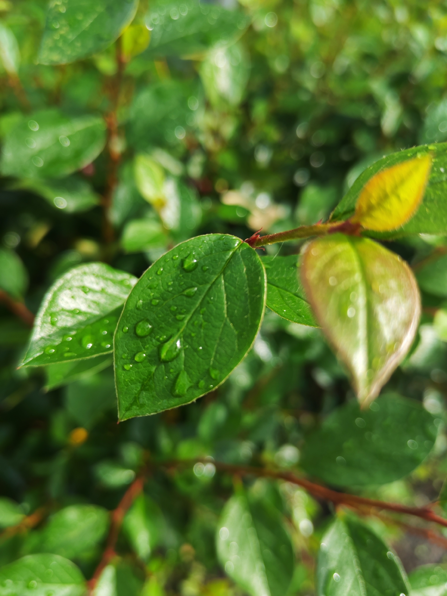 A close-up, low-angle shot captures a branch of a green leafy plant. The leaves are glossy and speckled with water droplets, suggesting recent rain or dew. The foreground leaf, on the right, is a vibrant green with numerous clear water droplets scattered across its surface. To its left, another leaf is slightly out of focus but still shows water droplets. In the upper right corner, a small, new leaf displays a gradient from yellow to green. The background consists of a blurred tapestry of green leaves and reddish-brown stems, with soft bokeh circles of light scattered throughout, indicating an outdoor, natural setting. The overall mood is fresh and natural, with a focus on the details of the plant's texture and the effect of water on its foliage.