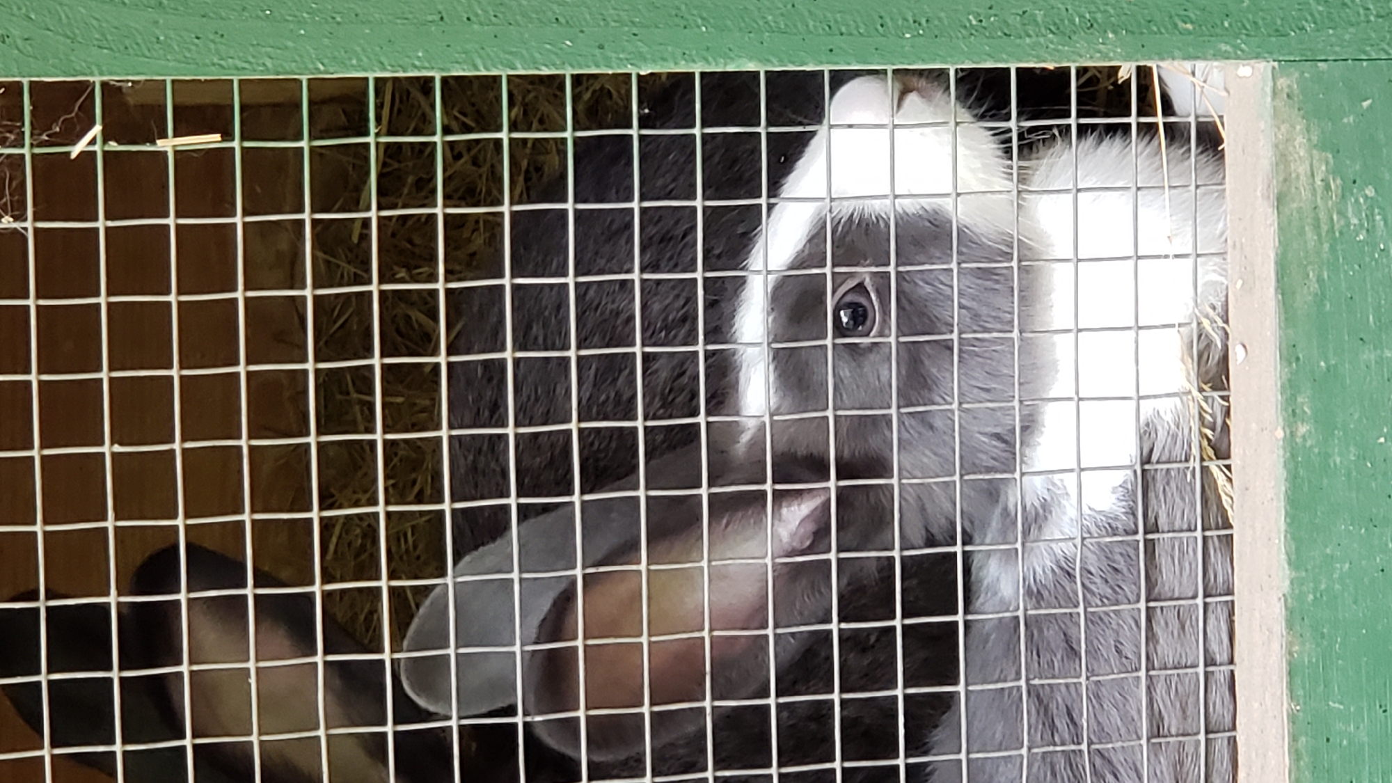 A close-up, eye-level shot captures two rabbits inside a cage. The cage, with its white wire mesh, is prominent in the foreground. The rabbit on the left has one ear visible, colored pinkish-brown on the inside and gray on the outside, with a patch of dark fur near its head. The rabbit on the right is more fully visible, showcasing its face with a distinct white blaze down its nose and forehead. Its fur is a mix of gray and white, with a dark eye clearly visible. The background is out of focus, revealing a wooden interior and bedding material, likely straw or hay. The right edge of the image shows a green painted wooden beam, suggesting the exterior of the enclosure. The lighting is natural, indicating an outdoor or well-lit indoor setting. The rabbits appear to be at rest, with no discernible activity or interaction. No specific location within Prešov, Slovakia, is identifiable from the visual information provided.