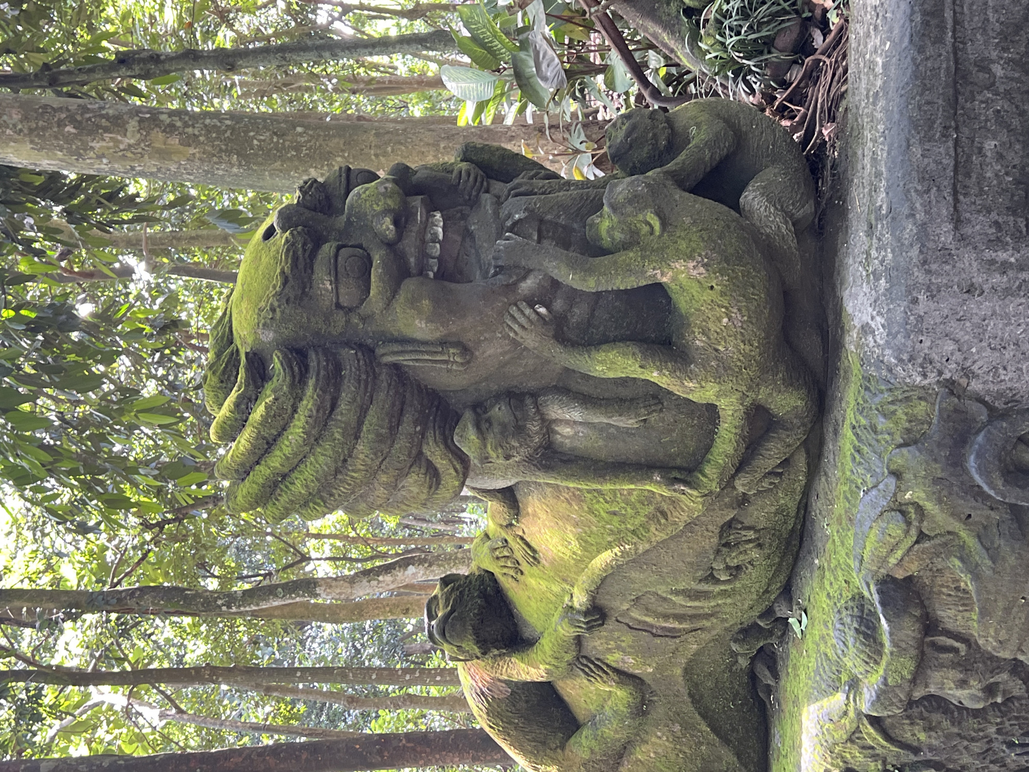 The image displays a large, vertical stone sculpture of a mythical head with a wide, toothy grin, extensively covered in vibrant green moss. Several smaller stone monkey figures are carved around and on the main head, also adorned with moss. One monkey appears to be pulling at the large head's mouth, another perches on its forehead, and others cling to various parts of its body and hair-like textures, creating a dynamic, interactive scene.
The setting is a dense tropical forest or jungle, indicated by the background of lush green foliage, thick tree trunks, and branches. Bright, filtered sunlight penetrates the canopy, suggesting it is daytime. The heavy moss growth on the stone sculptures points to a humid climate. The style of the carving, featuring mischievous monkeys and a mythological figure, is characteristic of Balinese art, aligning with the location context of Ubud District, Indonesia. No text is visible in the image. The overall impression is one of ancient artistry integrated with the natural environment, conveying a sense of mystical playfulness.