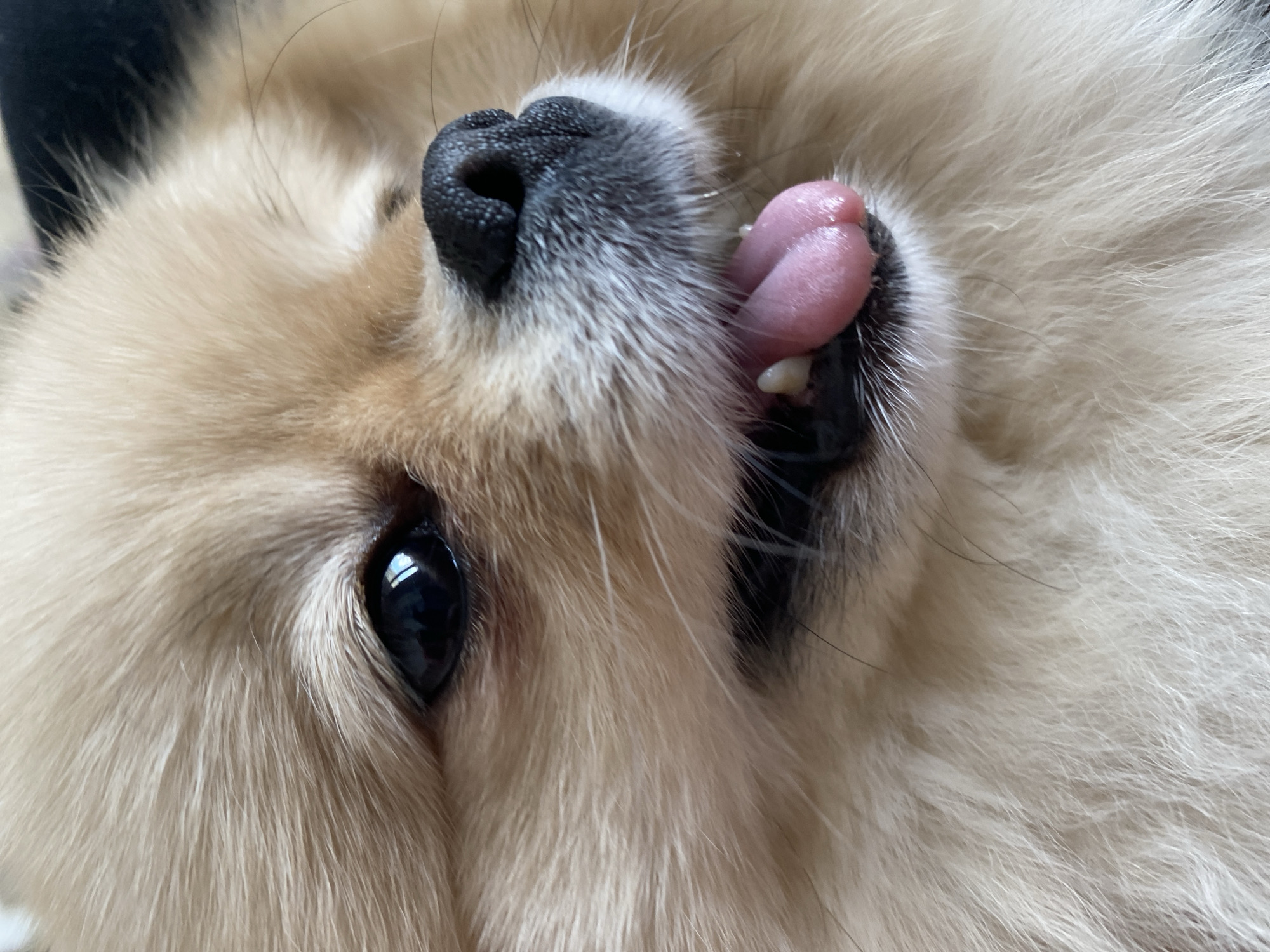 A close-up shot of a light-furred dog, likely a Pomeranian or similar breed. The dog is lying on its back, with its head tilted to the side, showcasing its eye, nose, and partially visible mouth with its tongue sticking out. The eye is dark and reflective, while the nose is black and textured. The tongue is pink. The fur is primarily a light tan or beige color. The background is blurry and indistinct. The location and city are unknown.