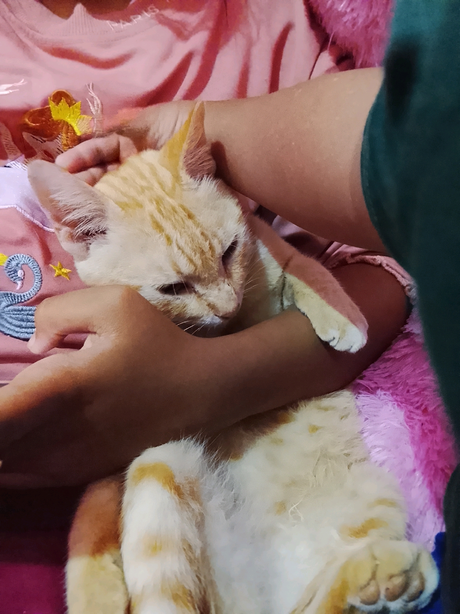 An orange and white tabby cat is being held by a person in Kertahayu, Indonesia. The cat is resting its head on the person's arm, and its body is draped over their lap. The person is wearing a pink shirt with embroidered details. The background is a pink fluffy blanket and a dark green garment. The lighting is dim.