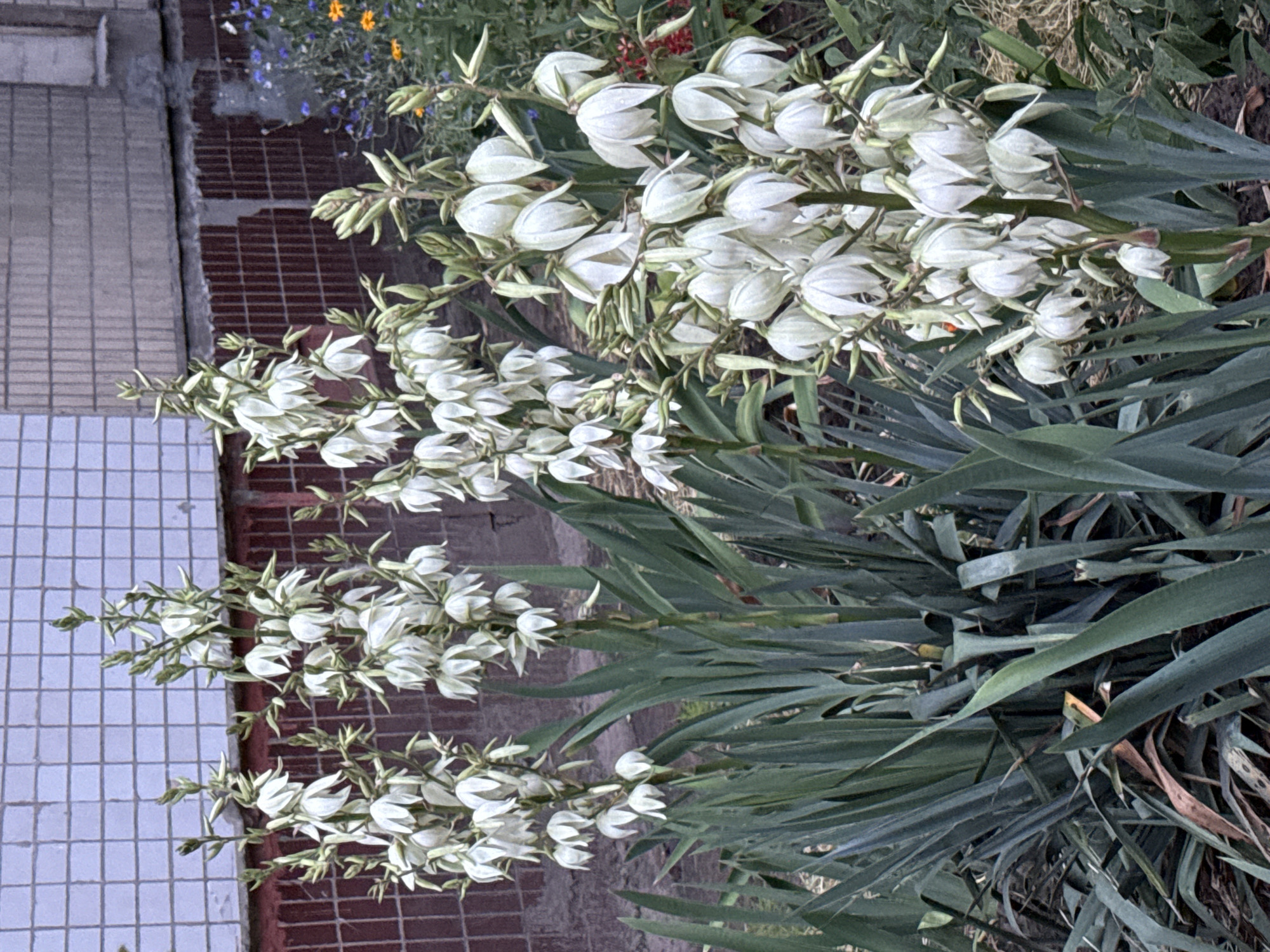 This is a vertical, outdoor, close-up shot of a blooming Yucca plant, characterized by its tall, sword-like green leaves and a profusion of delicate white flowers. The flowers are bell-shaped and clustered together on long stalks, many of them still in bud or partially open. The plant is situated outdoors, with a textured brick wall and a tiled surface visible in the background, suggesting it might be near a building. The lighting appears soft, possibly indicating overcast conditions or early morning/late afternoon. There is no visible text in the image.