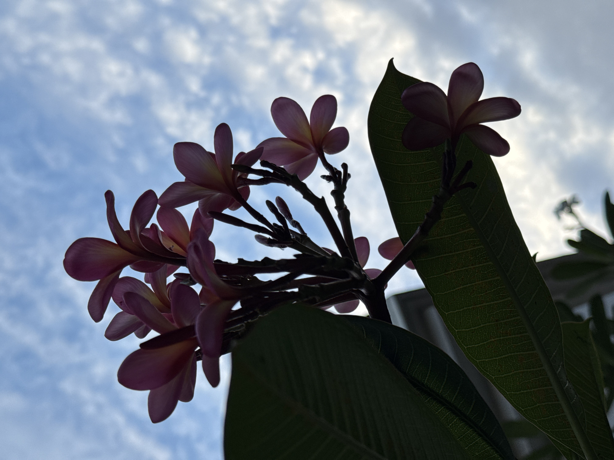 A close-up, low-angle shot captures a cluster of pink and yellow frangipani flowers against a cloudy blue sky. The flowers are silhouetted, with their delicate petals backlit by the ambient light. A large, dark green frangipani leaf occupies the lower left quadrant of the image, its textured veins visible. The background consists of a bright, overcast sky with scattered white clouds. The scene appears to be outdoors, possibly in a garden or park in Denpasar, Indonesia, a location known for its tropical flora. No people are visible in the frame.