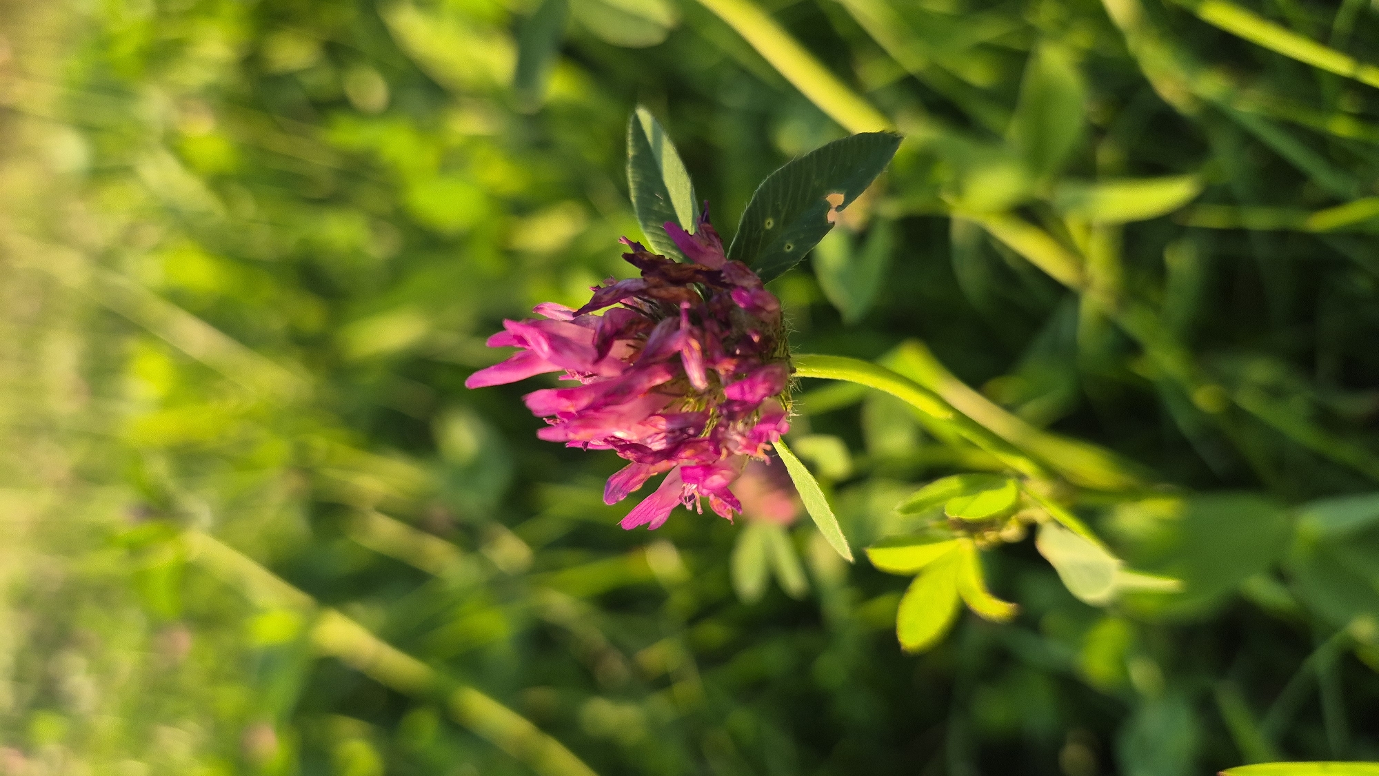 A close-up, vertical shot captures a single purple clover flower in the foreground, its petals slightly wilted. The flower is positioned slightly to the right of the frame's center, with its stem extending downwards and to the left. The background is a blur of vibrant green foliage, indicative of a grassy field or meadow. The lighting suggests it is either early morning or late afternoon, with warm sunlight casting a soft glow on the scene. The location is identified as Krauja, Latvia, though no specific landmarks or urban features are visible. There are no people or animals present in the image. The overall impression is one of natural beauty and tranquility.
