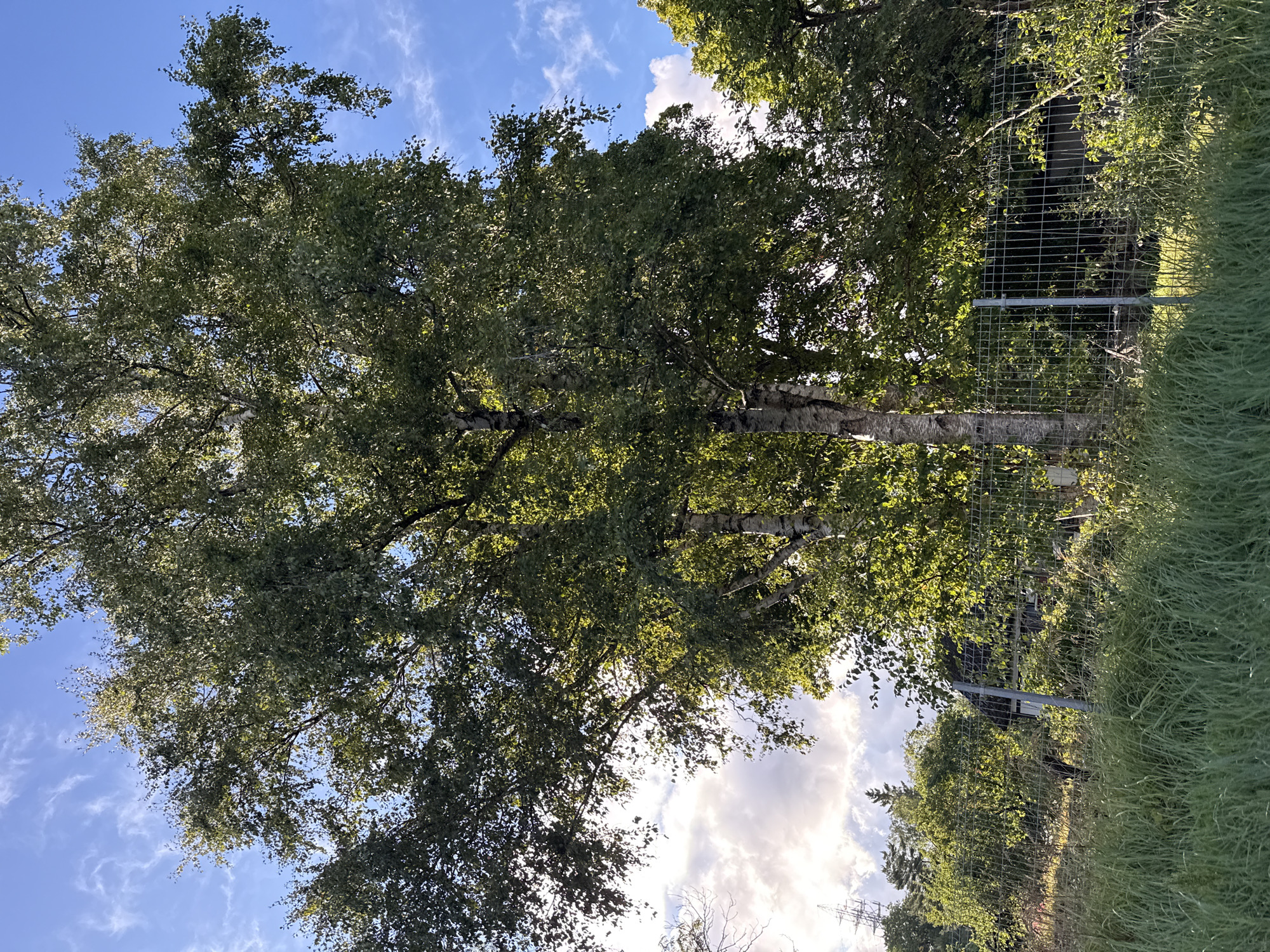 The image depicts a tall birch tree with green foliage, illuminated by sunlight filtering through its leaves. The tree stands in front of a chain-link fence that encloses a property with a building partially visible behind the foliage. The background shows a blue sky with scattered white clouds and hints of other trees and vegetation. A power line tower is visible in the distance to the left of the frame. The foreground consists of tall, green grass. The scene appears to be an outdoor setting, likely in a suburban or semi-rural area, possibly within the city of Tallinn, Estonia, given the characteristic birch trees and fencing often found in the region. No people are visible in the image.