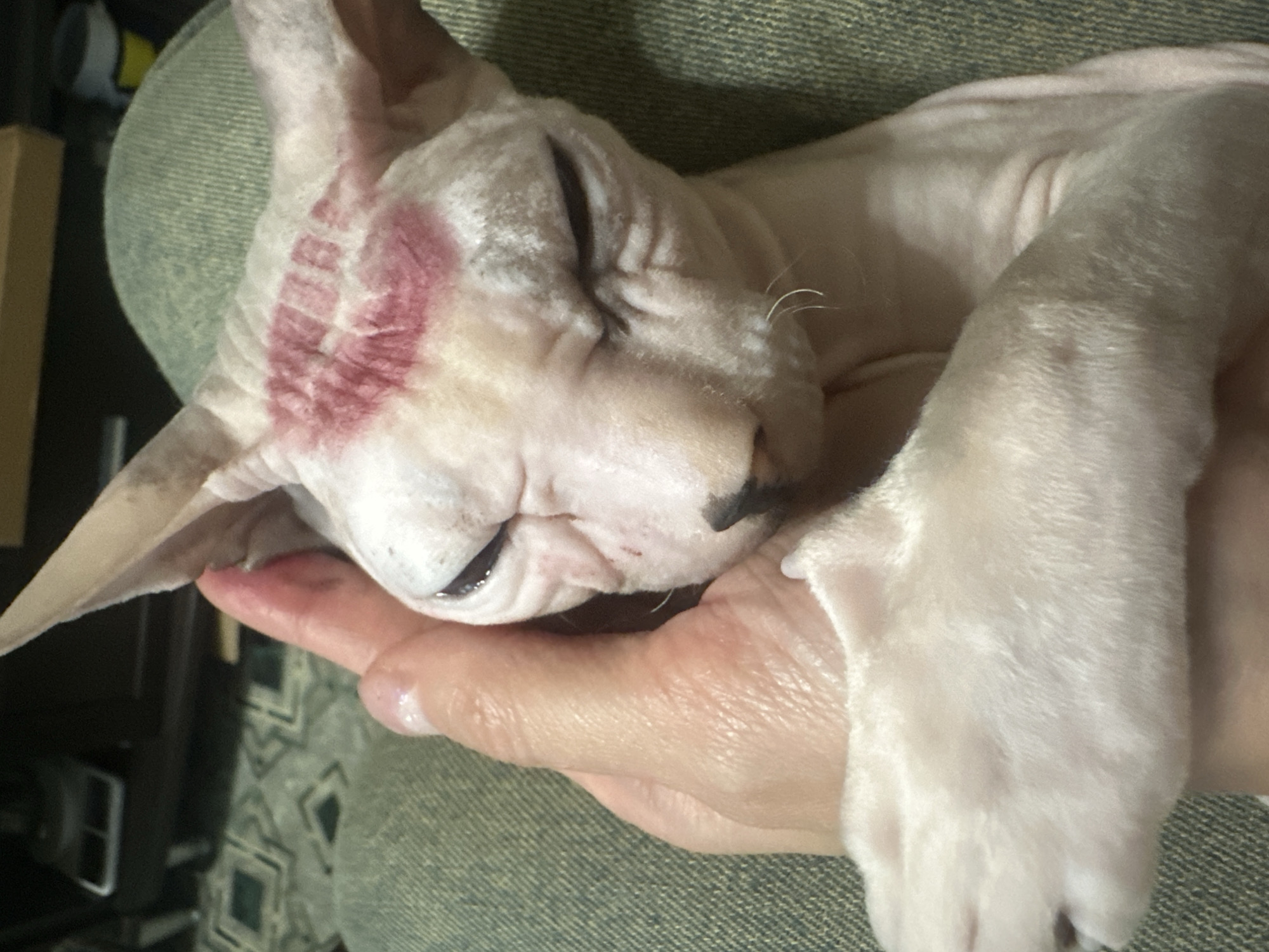 A close-up, eye-level shot shows a Sphynx cat lying on a person's lap. The cat's head is tilted back, and its eyes are closed. A red lipstick mark, resembling a kiss print, is visible on the cat's forehead, between its eyes and ears. The cat's pink skin is slightly wrinkled. A person's hand is gently holding the cat's head, with the thumb positioned near the cat's ear. The background is blurred but appears to be an indoor setting with a tiled floor and furniture. The image does not provide any specific location information for Togliatti, Russia.