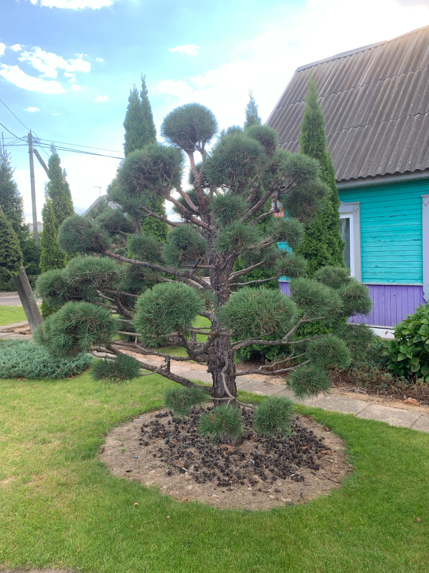 A meticulously pruned evergreen tree stands prominently in the foreground, its branches shaped into rounded tufts of needles, resembling pom-poms. The tree is situated within a circular bed of mulch, topped with numerous pinecones, bordering a vibrant green lawn. Behind the tree, a pathway of light-colored concrete curves gently.
In the background, a house with a corrugated gray roof and turquoise-painted siding with a purple trim is visible. A tall, slender evergreen tree stands to the left of the house, with more similar trees extending into the distance. The sky above is a bright blue, dotted with scattered white clouds. Power lines and a utility pole are also present on the left side of the image. The scene appears to be a well-maintained garden or yard in a residential area, likely located in Minsk, Belarus, given the architectural style and landscaping. No people are visible in the image.
